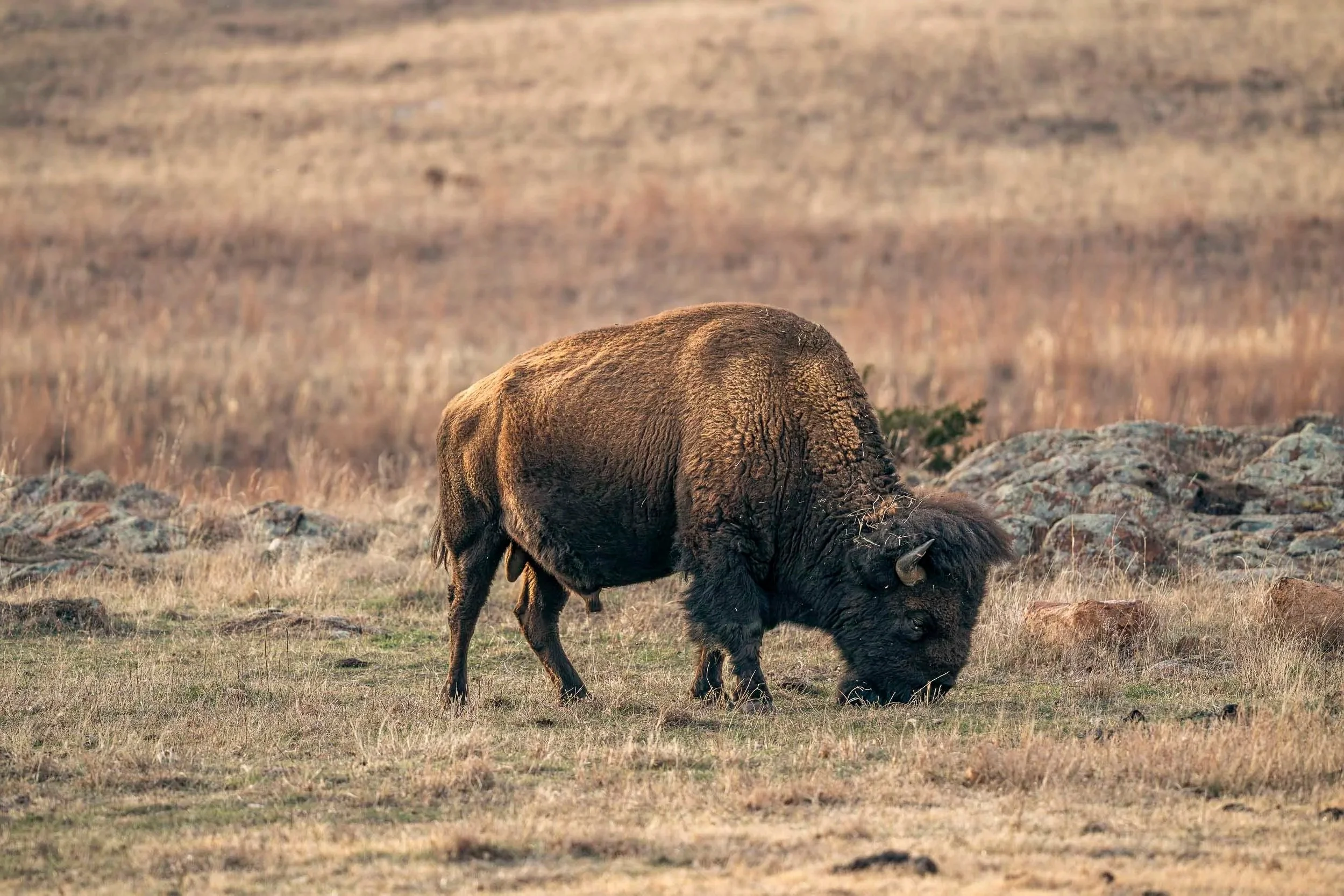 Sony A7R V |  300 MM, F4, 1/640S, ISO 1000