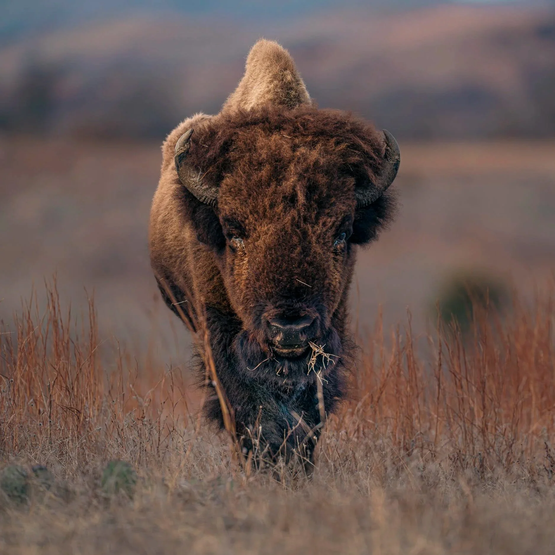 Chasing Bison Across the Wichita Mountains
