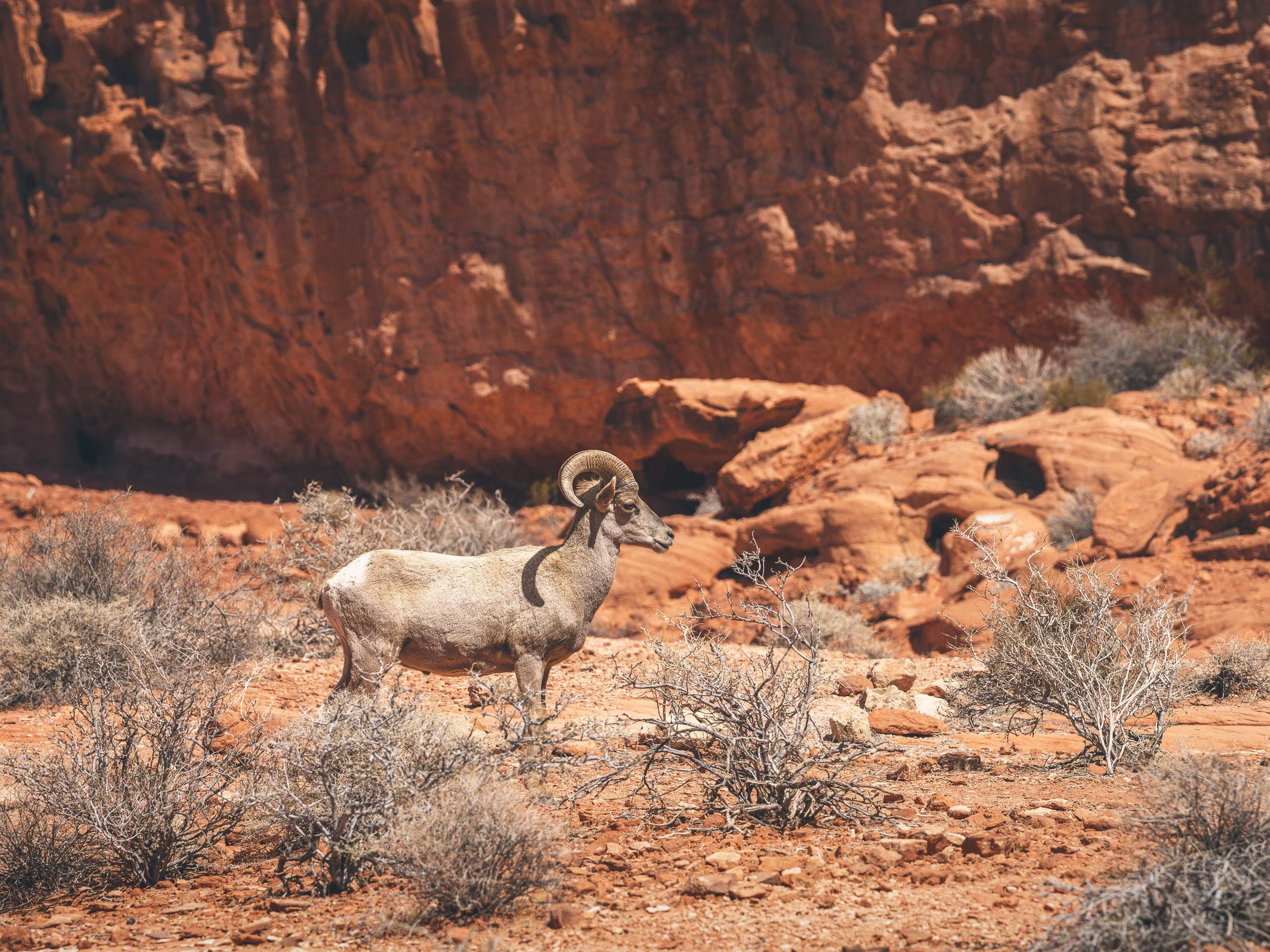 200MM | 1/2500S | ƒ7.1 | ISO 250