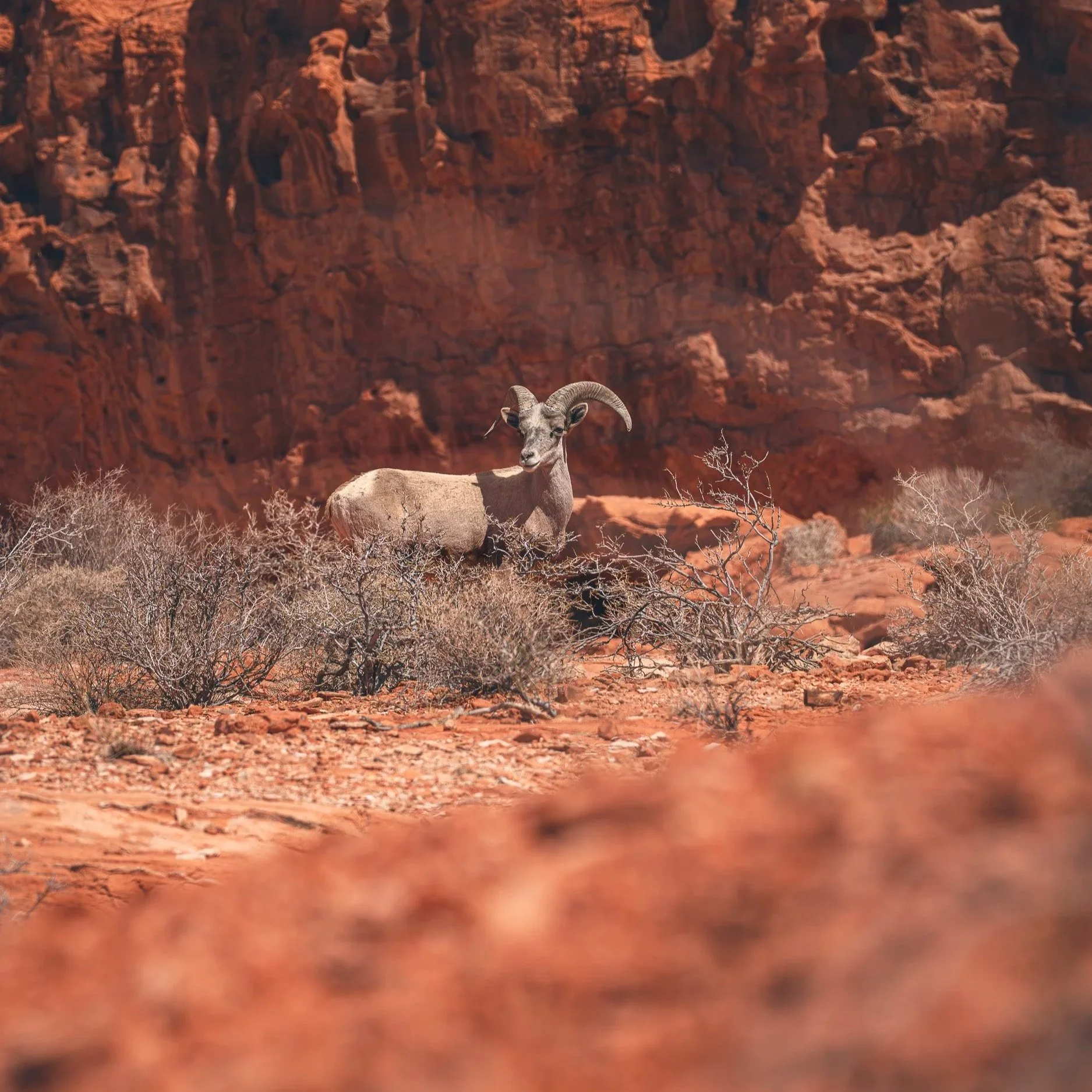 Photographing the Valley of Fire