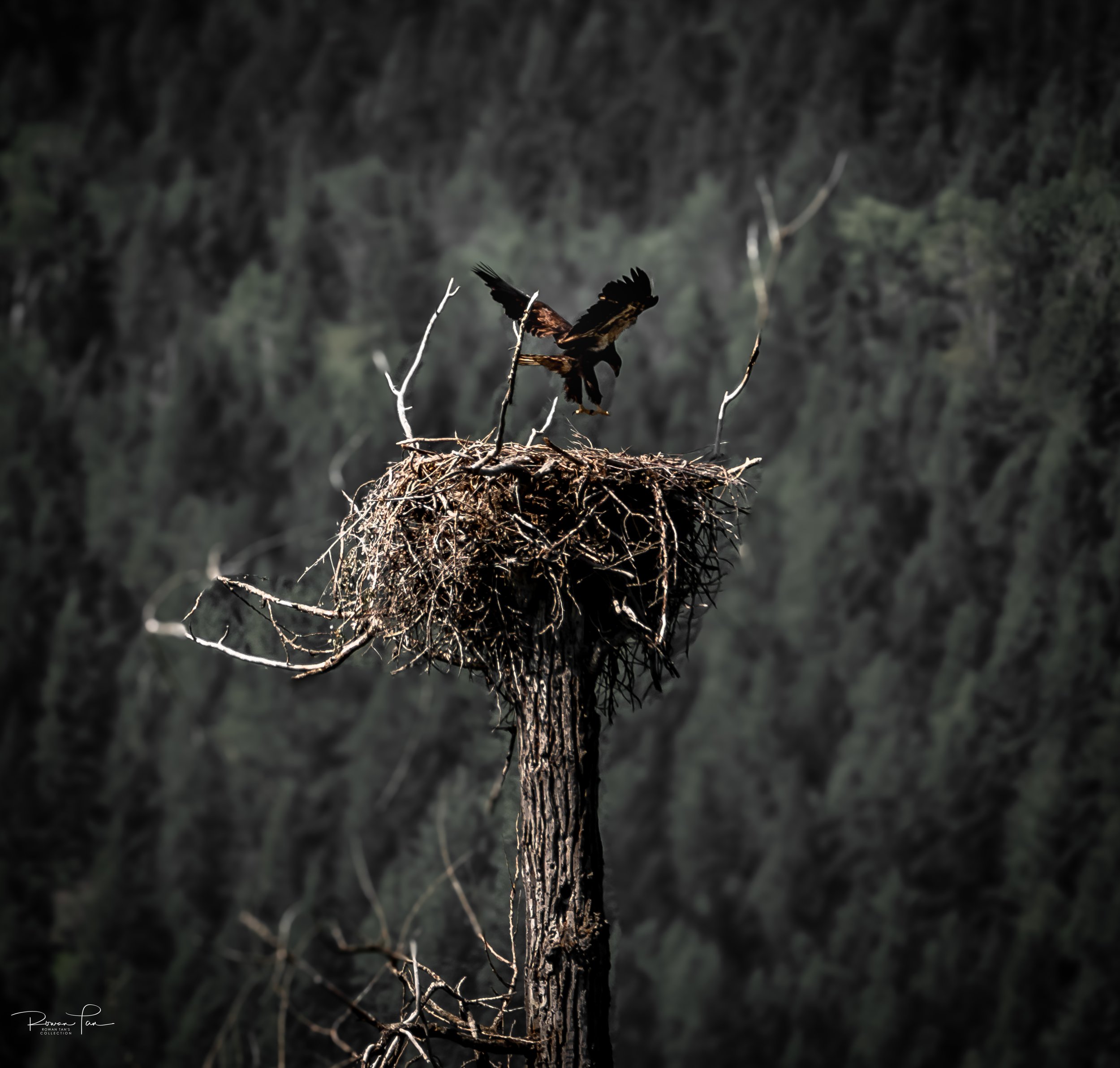 Chick in training