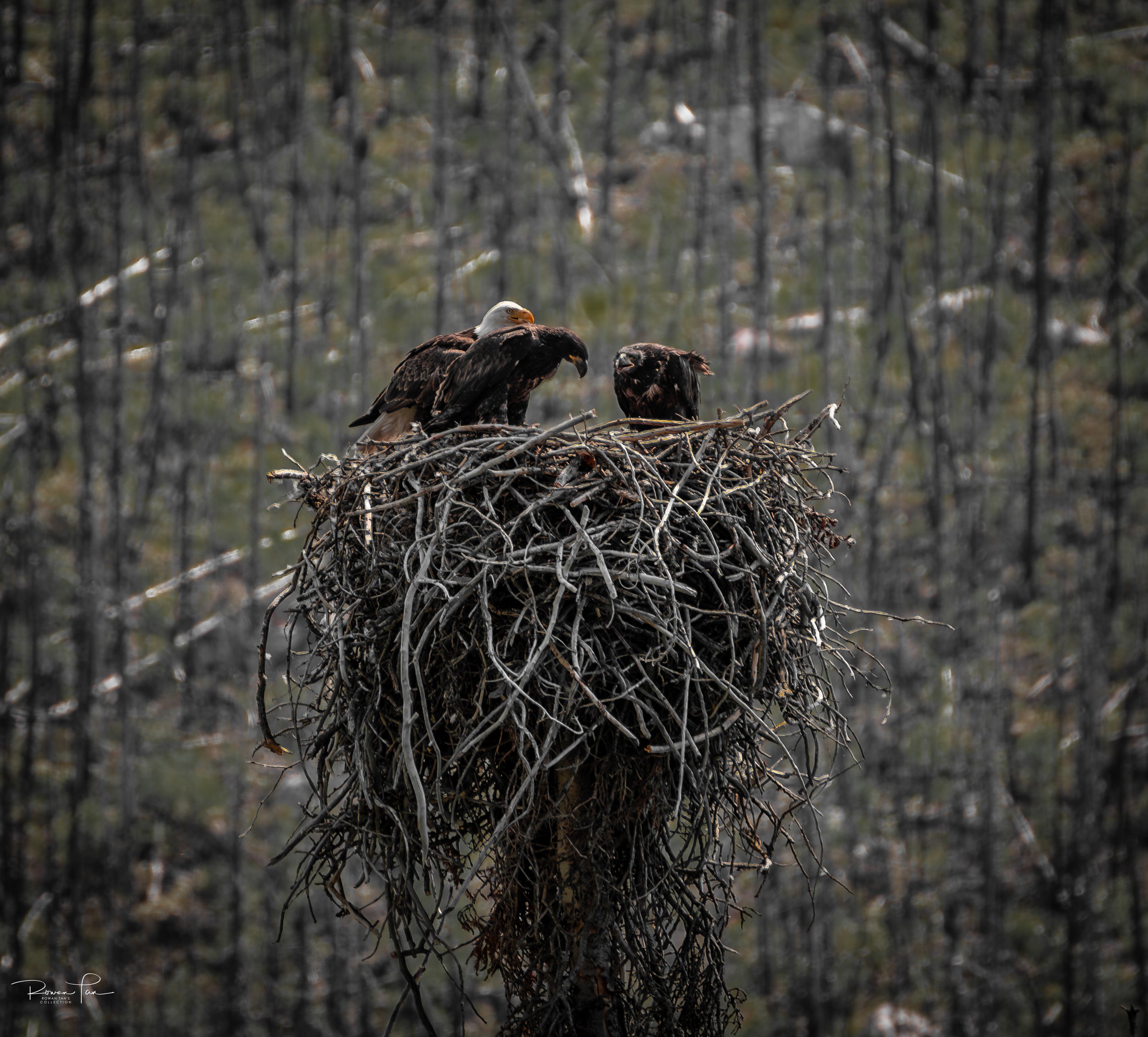 Bald eagle and her chicks
