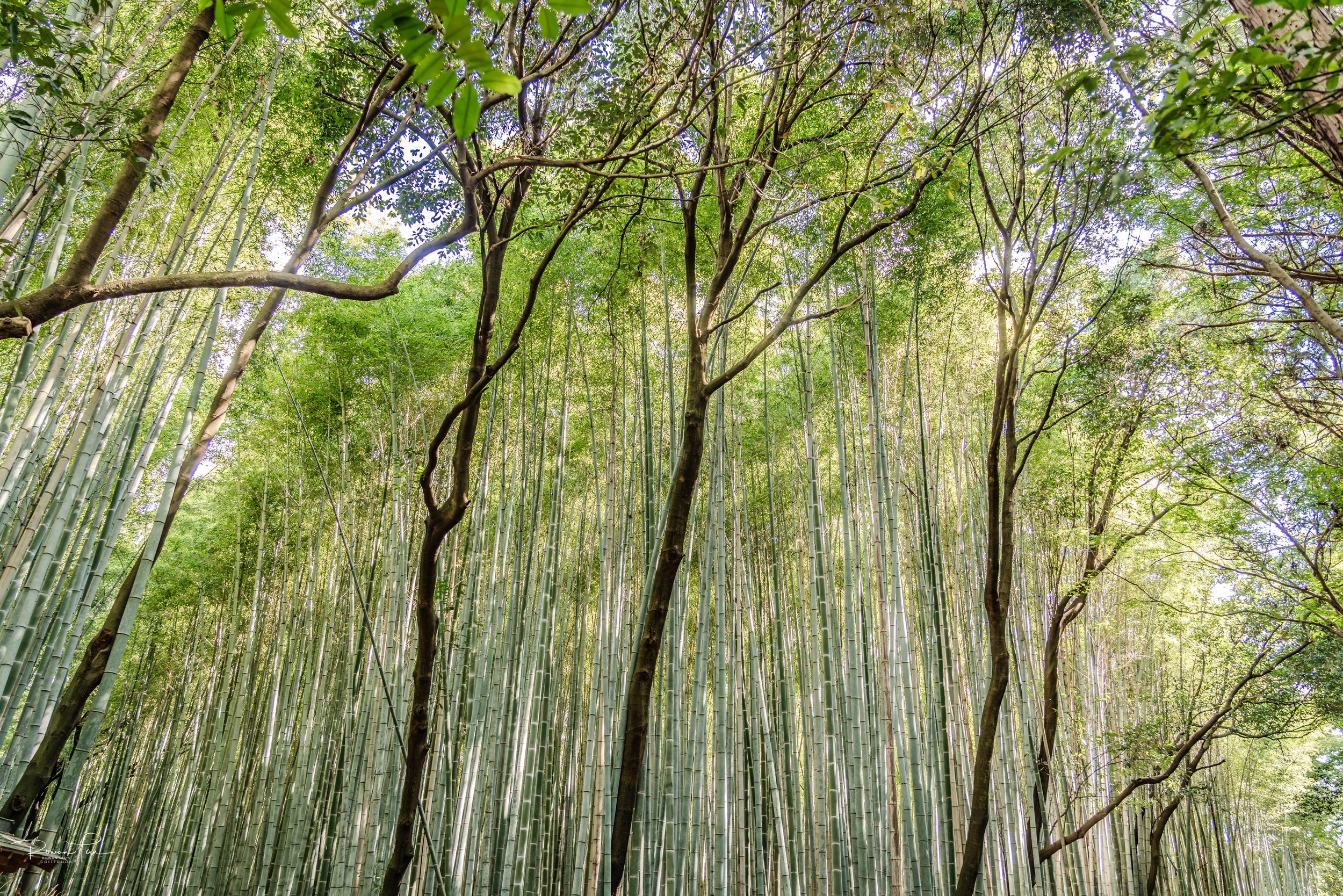 Bamboo Grove - Arashimaya