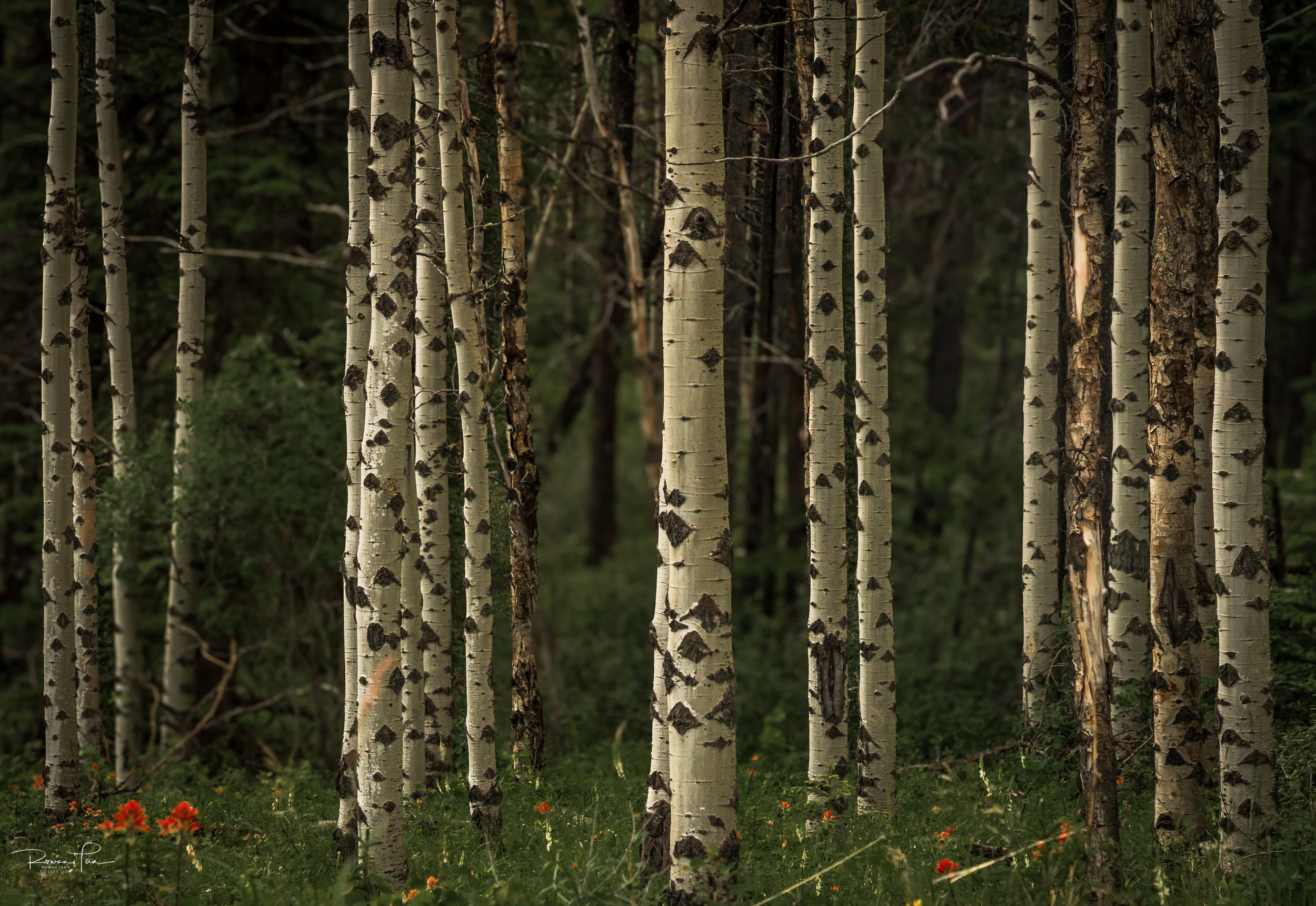Aspen Trees