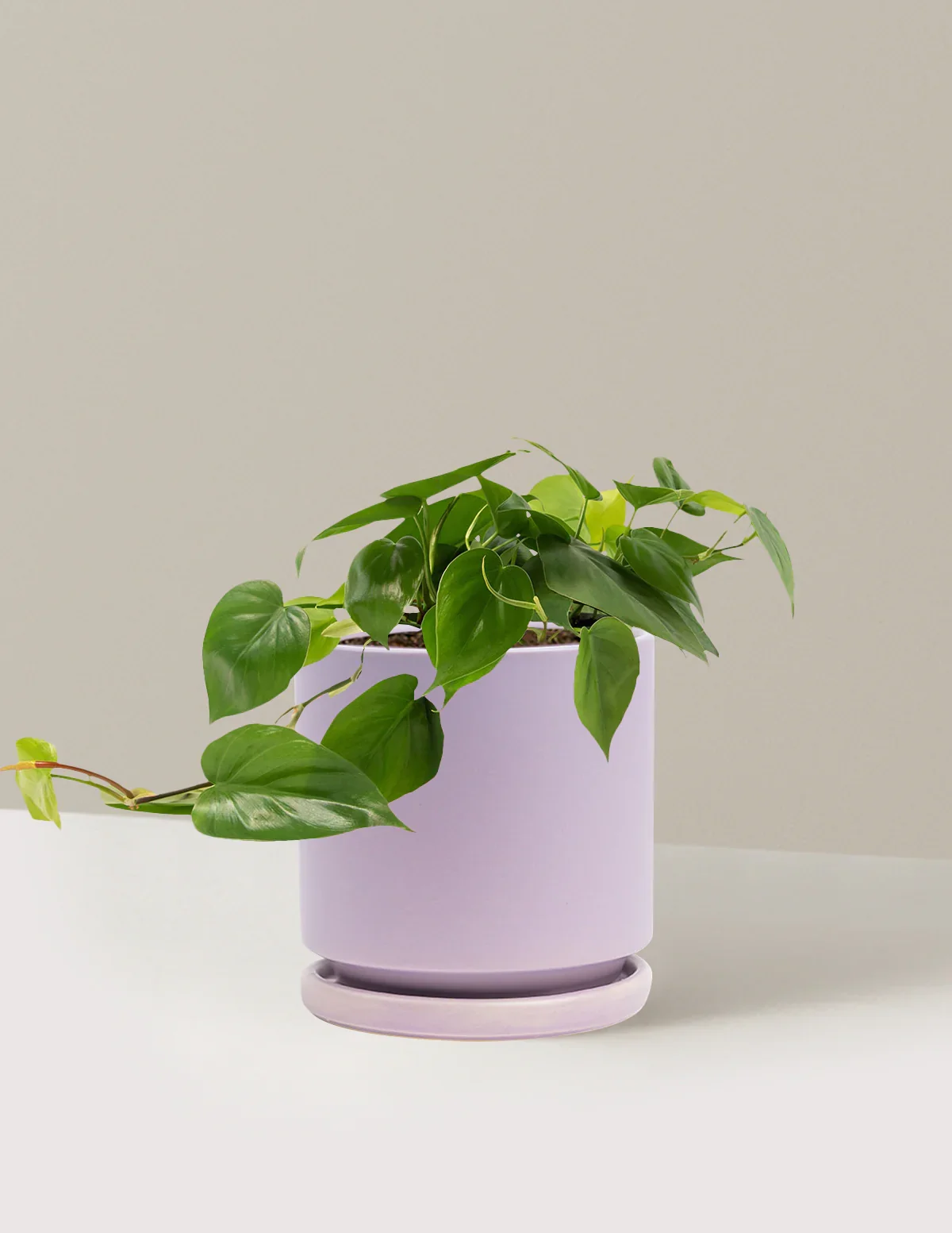 Heartleaf Philodendron