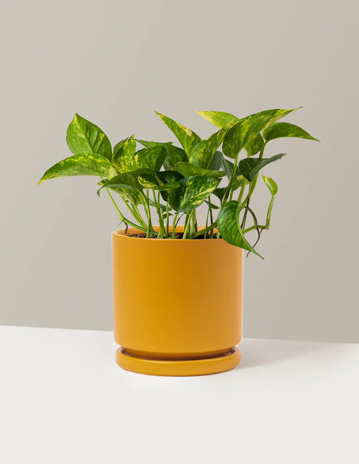 Golden Pothos
