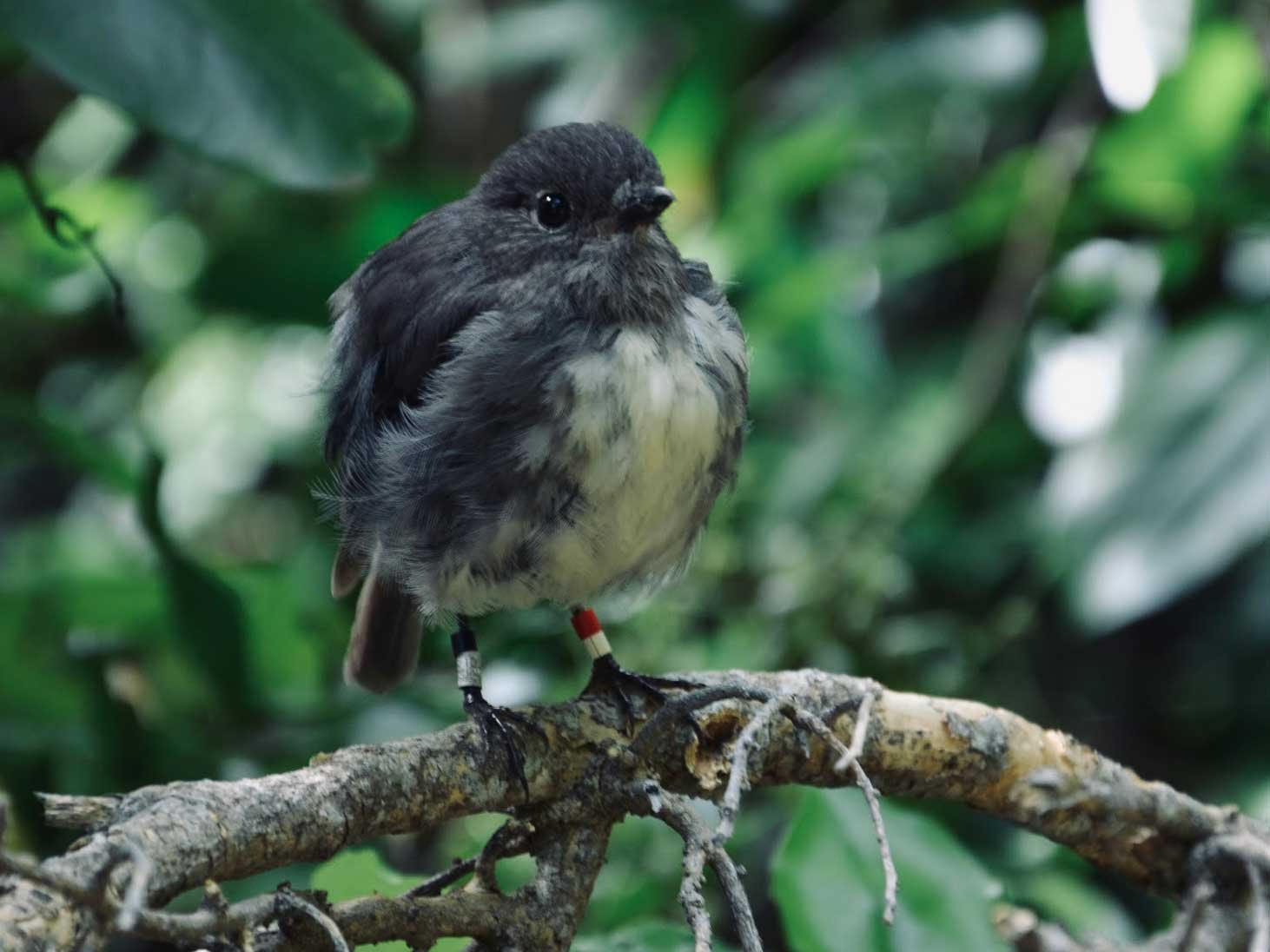 Black-Robin.jpg