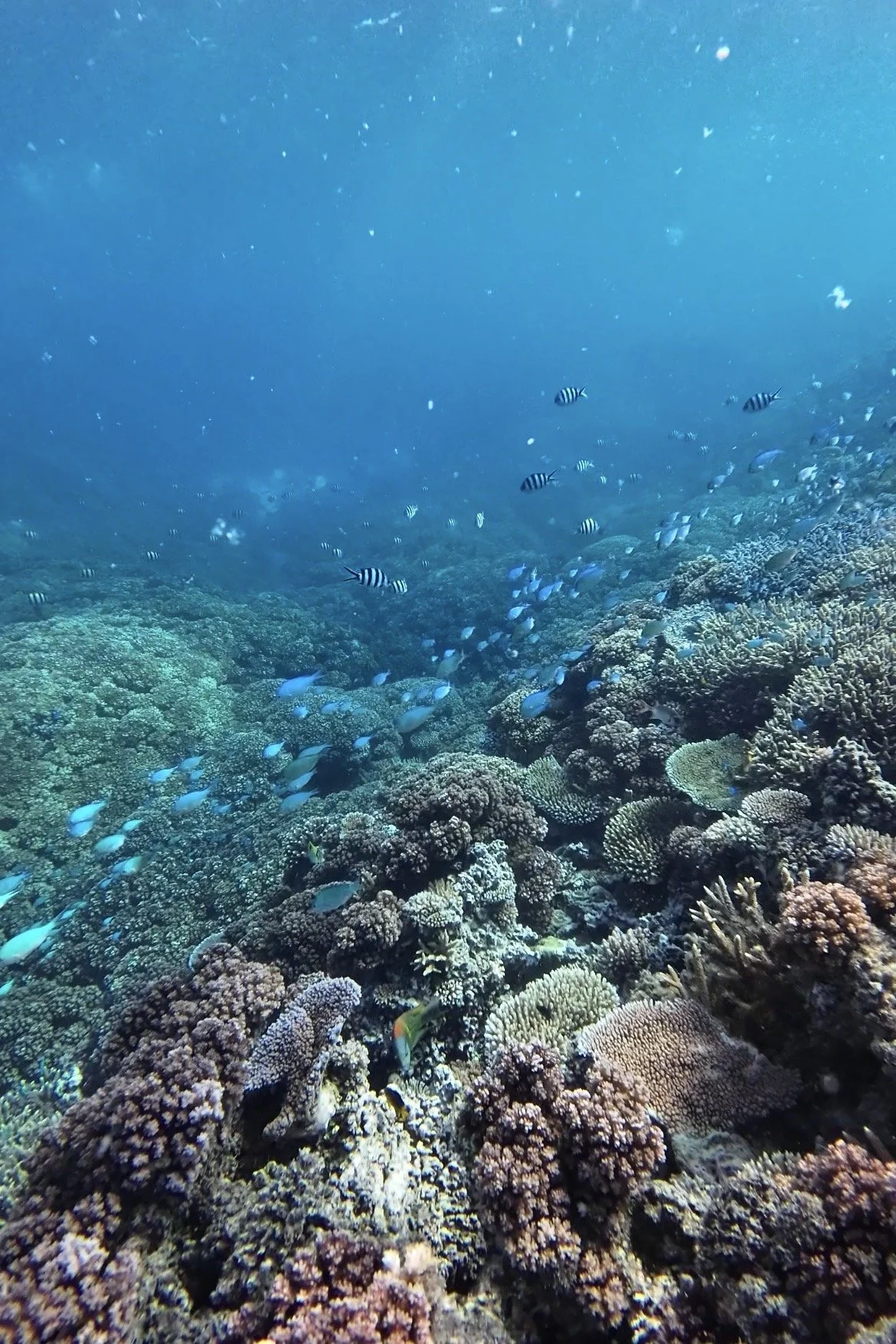 Snorkelling-Drawaqa-Island-2-Saltwater-Journal.jpg