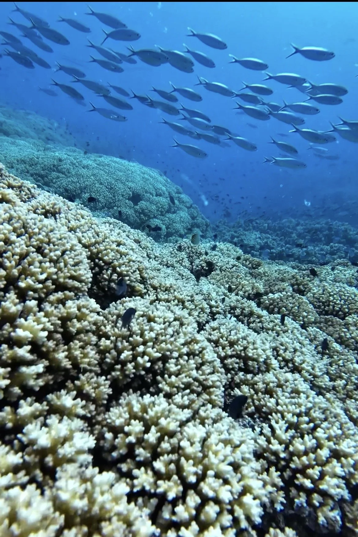 Snorkelling-Drawaqa-Island-3-Saltwater-Journal.jpg