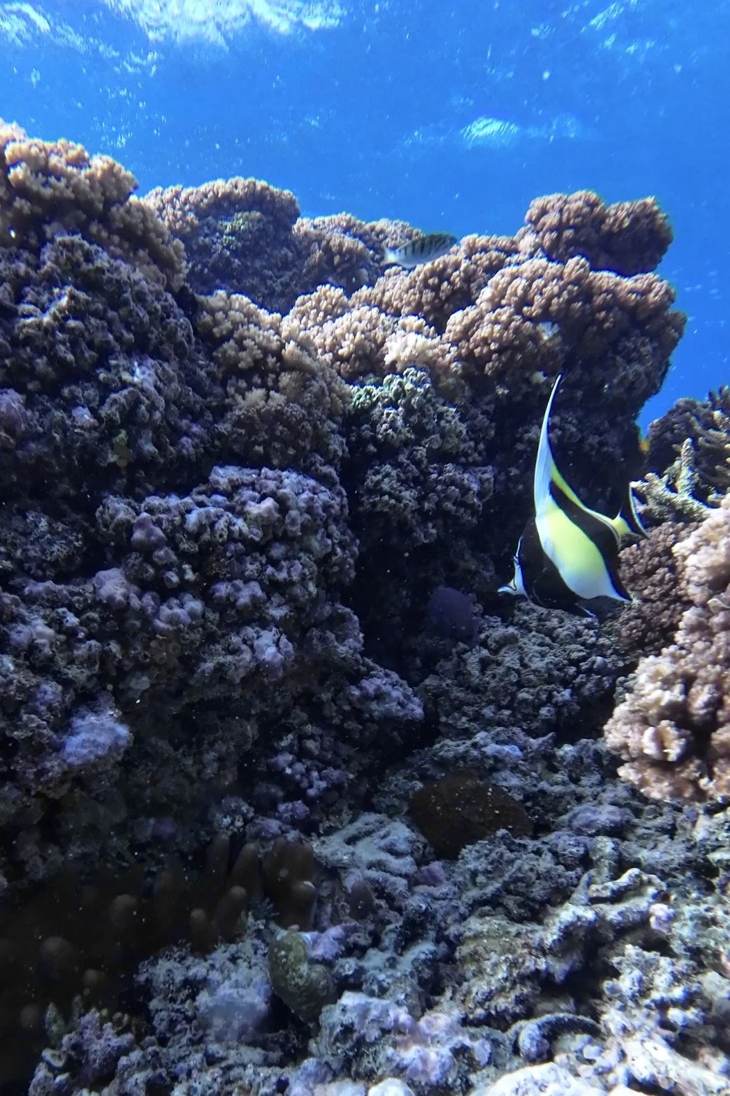 Snorkelling-Manta-Ray-Saltwater-Journal.jpg