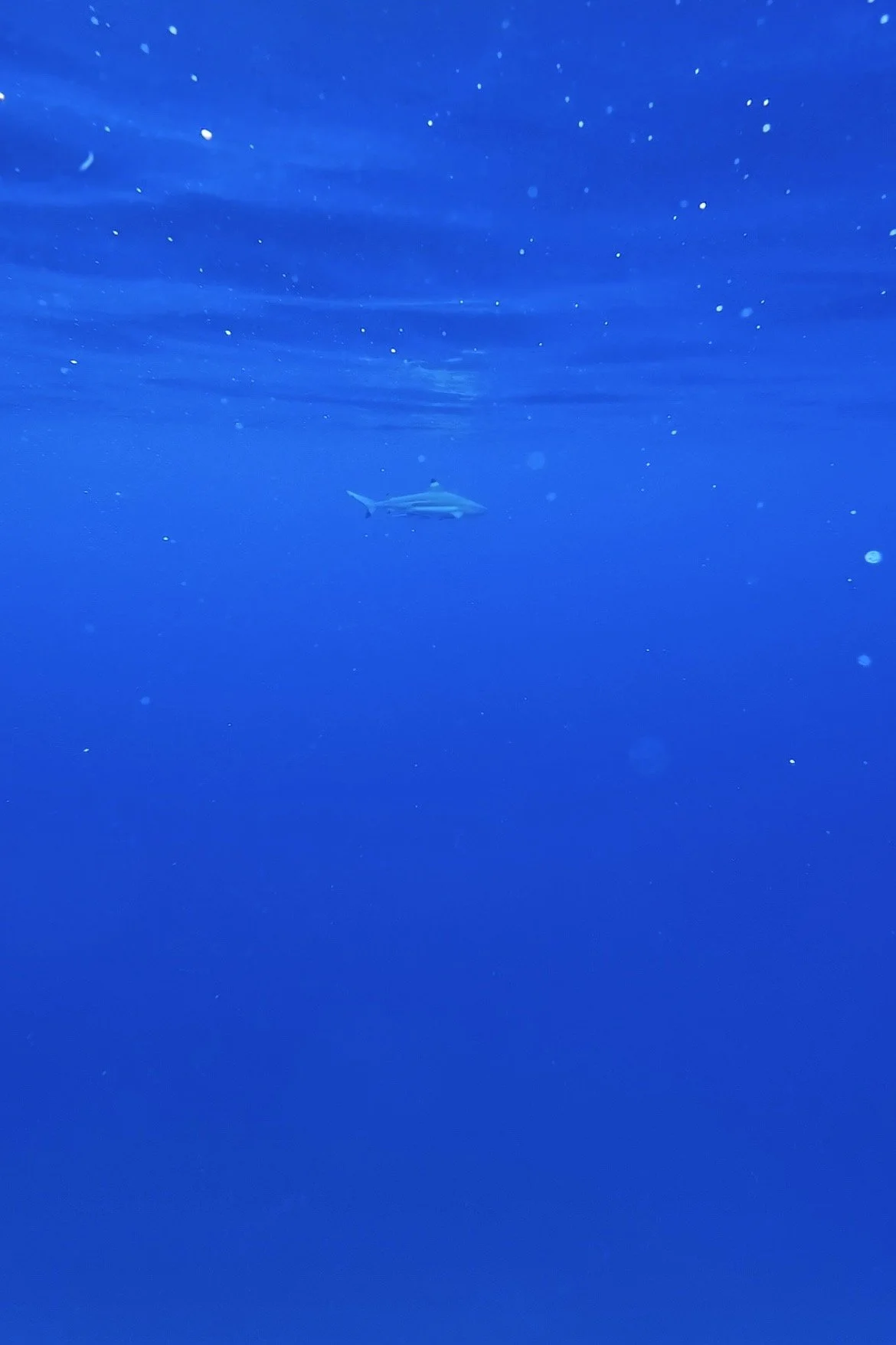 Blacktip Reef shark as seen underwater near the surface