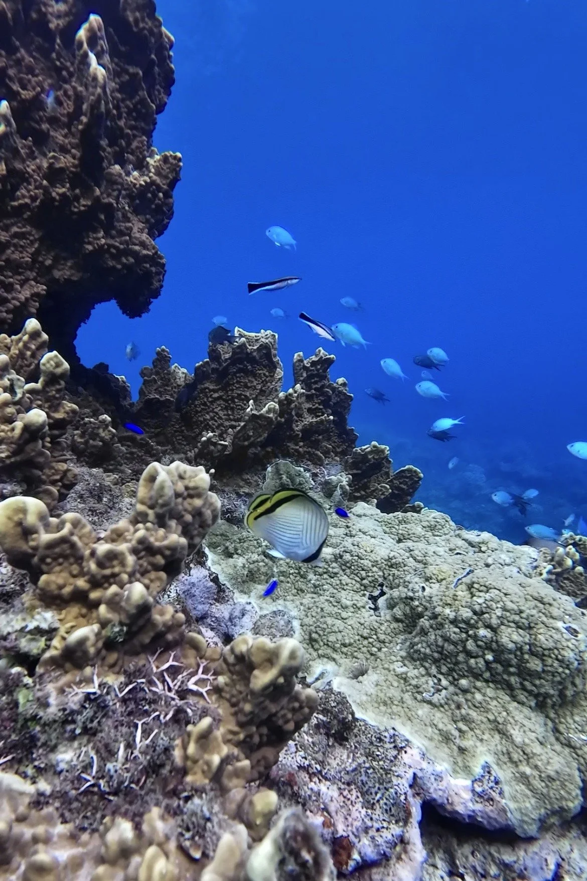 Underwater coral and tropical reef fish at Navadra Island, Fiji