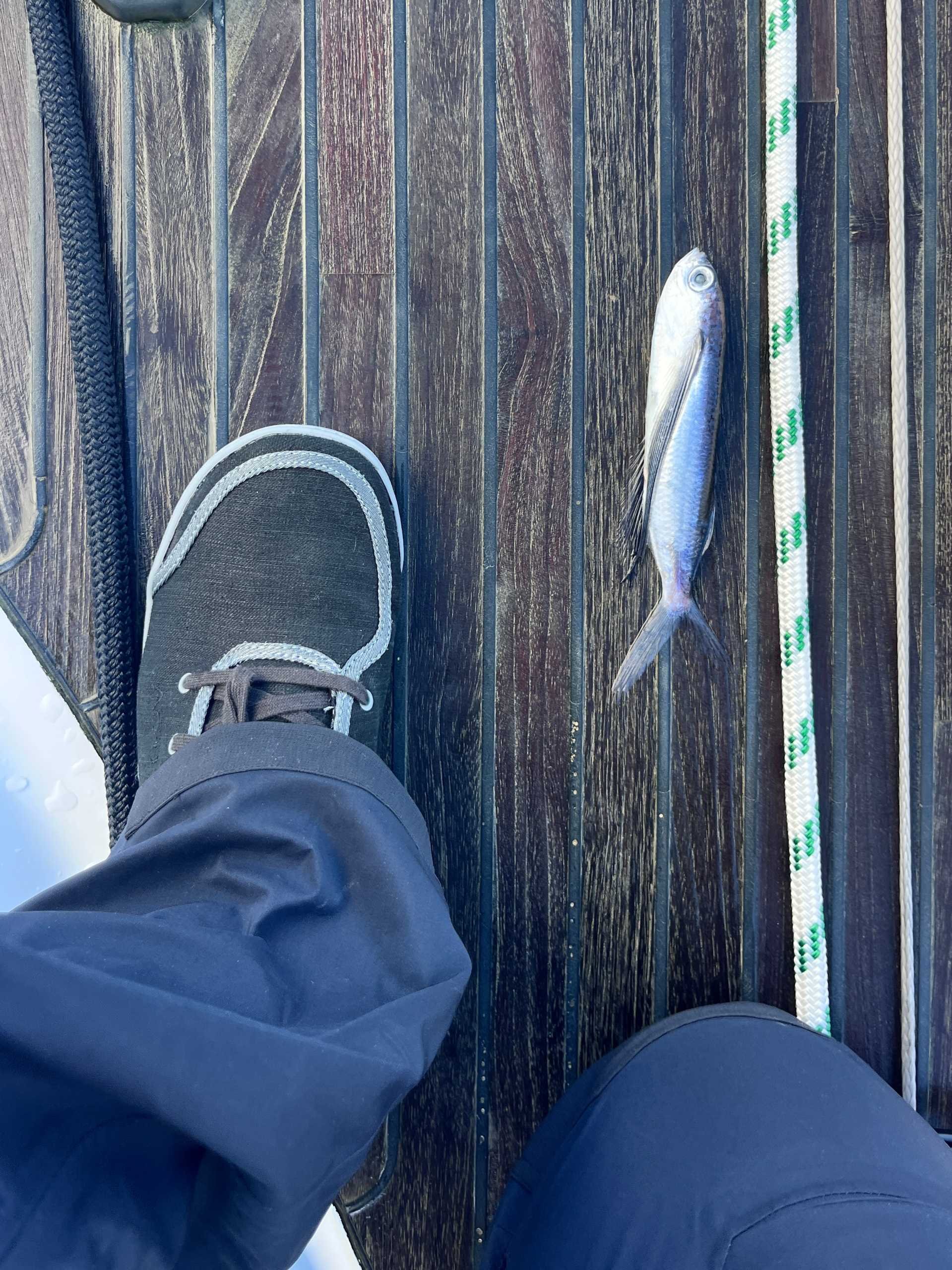 Kneeling on deck to inspect a fish