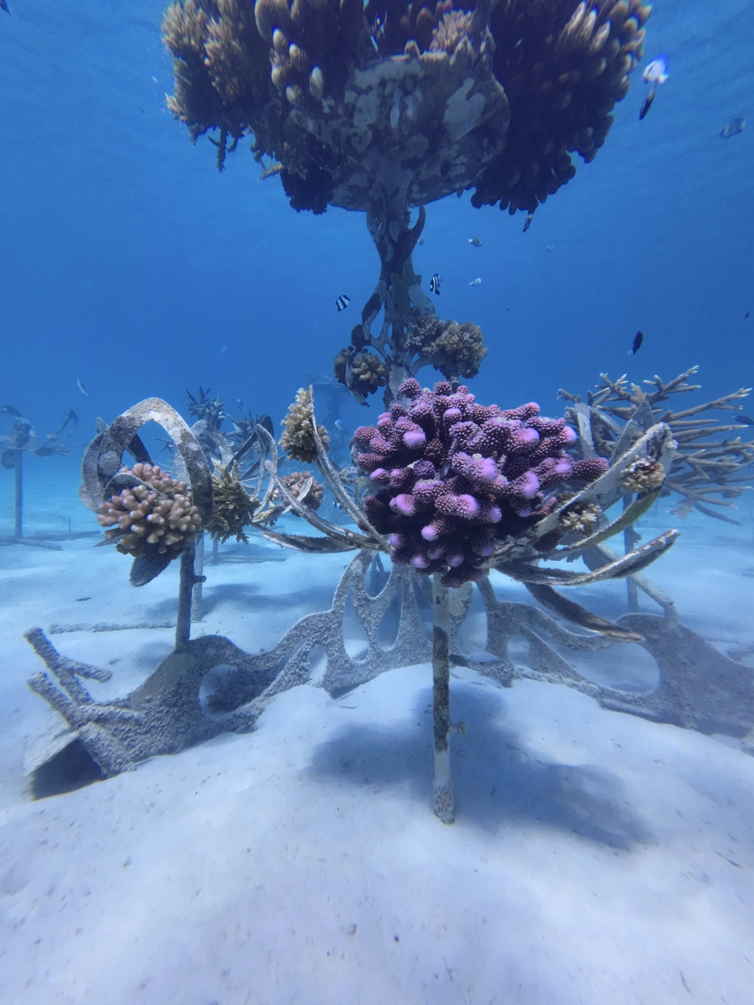 One of the underwater scultpures with coral and fish, at Blue Lagoon Fiji