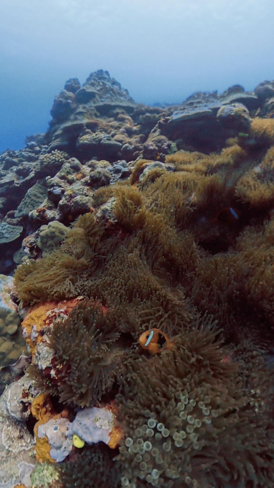 Amenome (Clownfish) fish hiding in the anemones