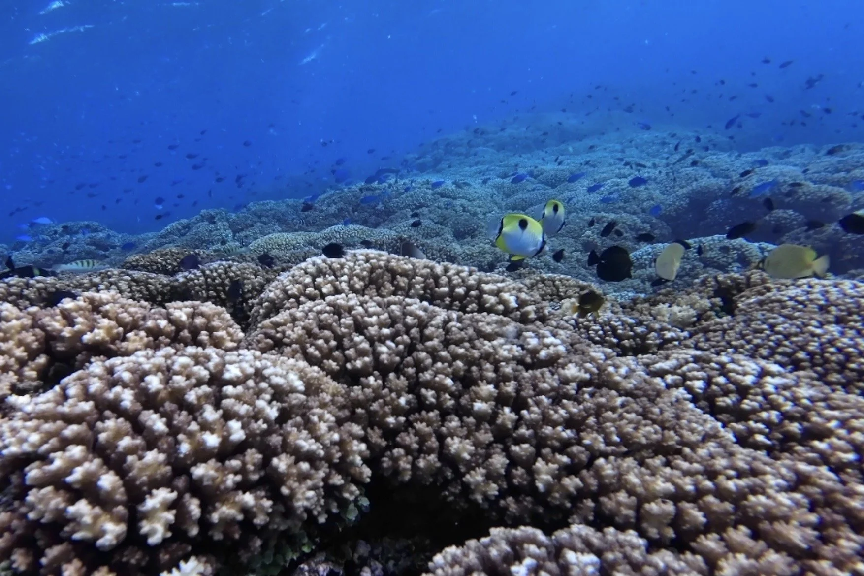 Snorkelling through Manta Ray Pass on Drawaqa Island