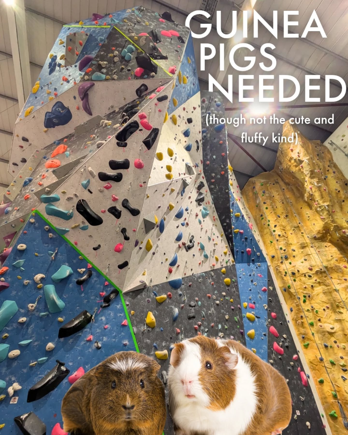 Are you a top rope climber interested in giving lead climbing a go? Great news! We need two volunteers to be taught how to lead climbing as part of a CWDI (Climbing Wall Development Instructor) training assessment on Wednesday December 3rd.

Our inst
