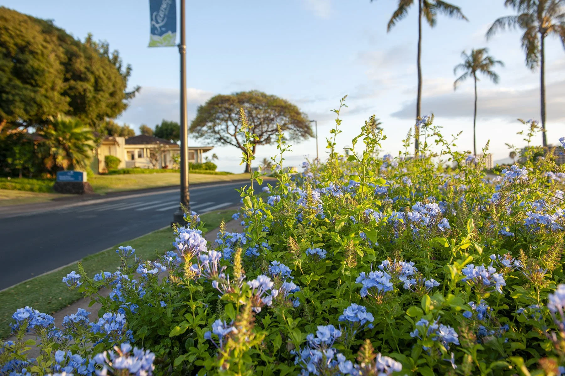 Vikas Dutt Photography HAWAI Tourism 114.jpg