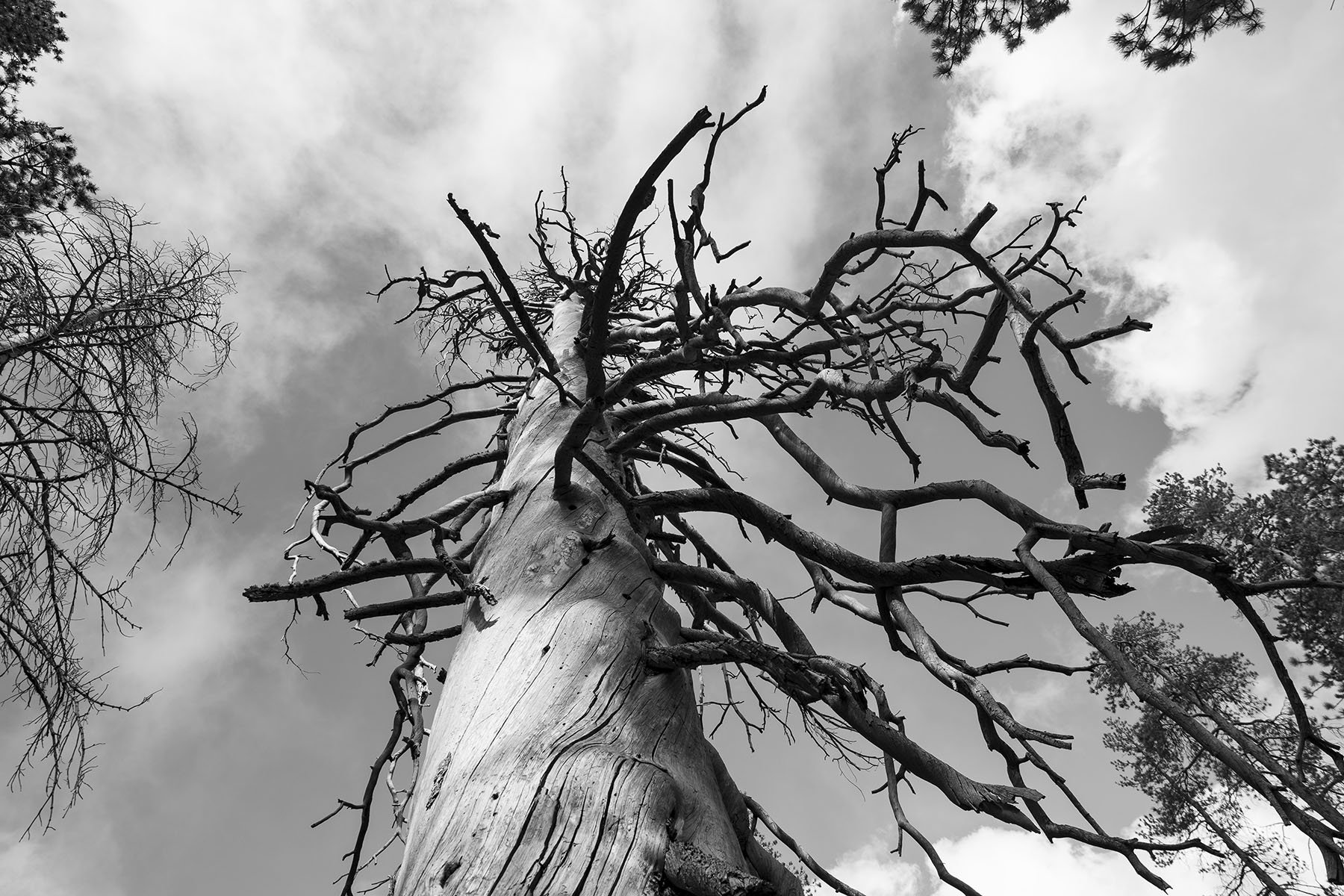 Vikas Dutt Photography Yosemite Tourism 051.jpg