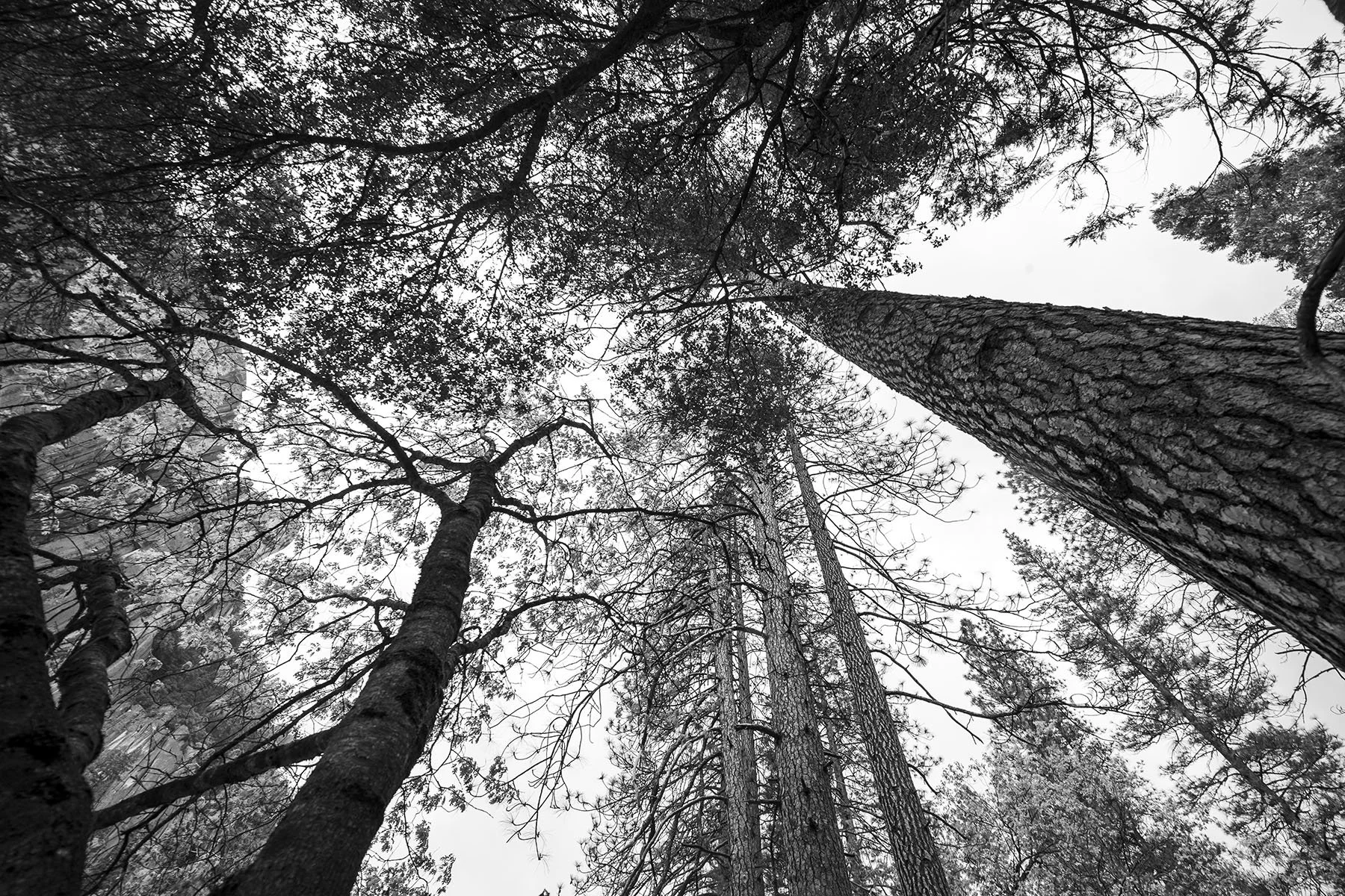 Vikas Dutt Photography Yosemite Tourism 050.jpg