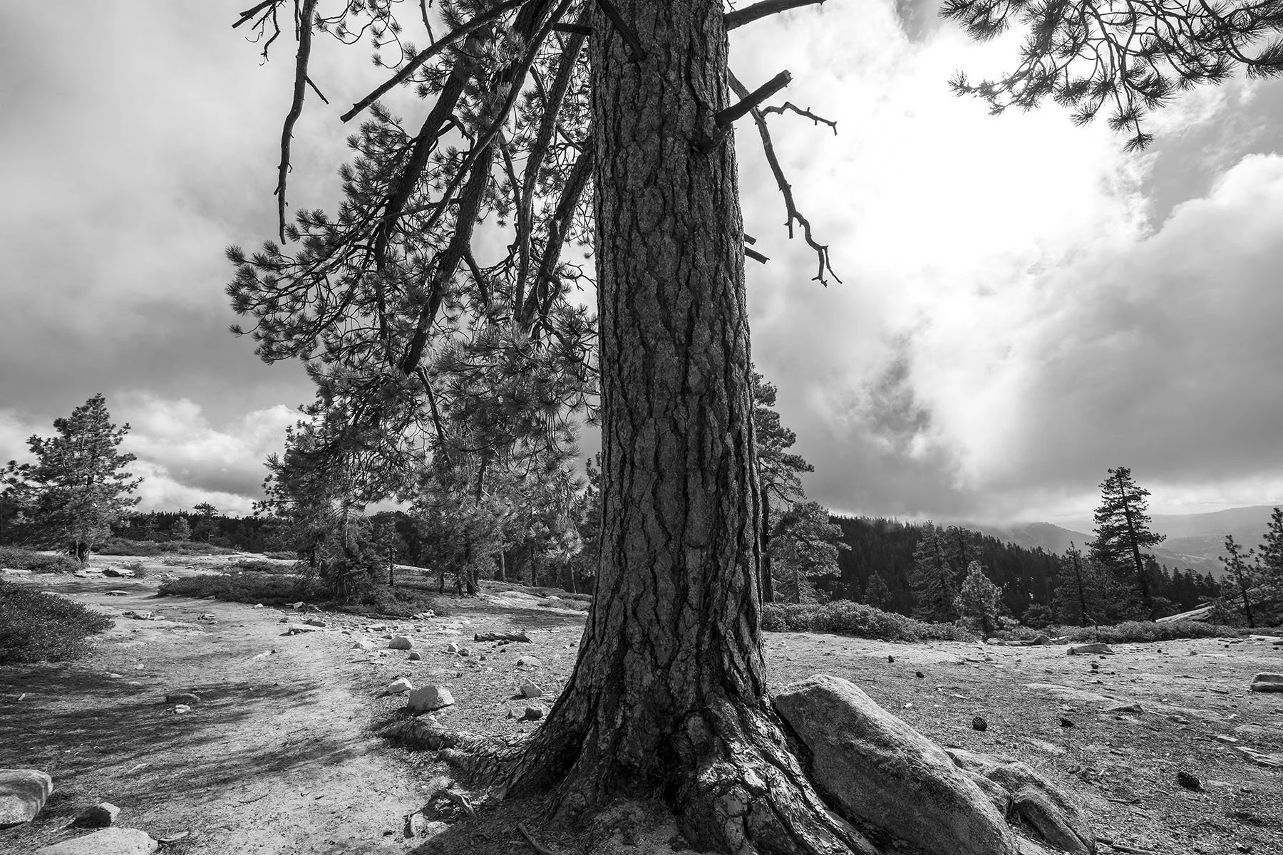 Vikas Dutt Photography Yosemite Tourism 053.jpg