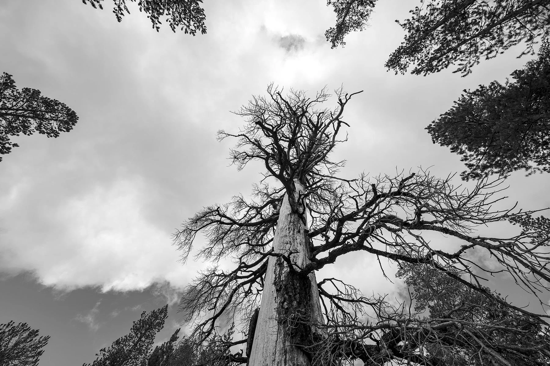 Vikas Dutt Photography Yosemite Tourism 046.jpg