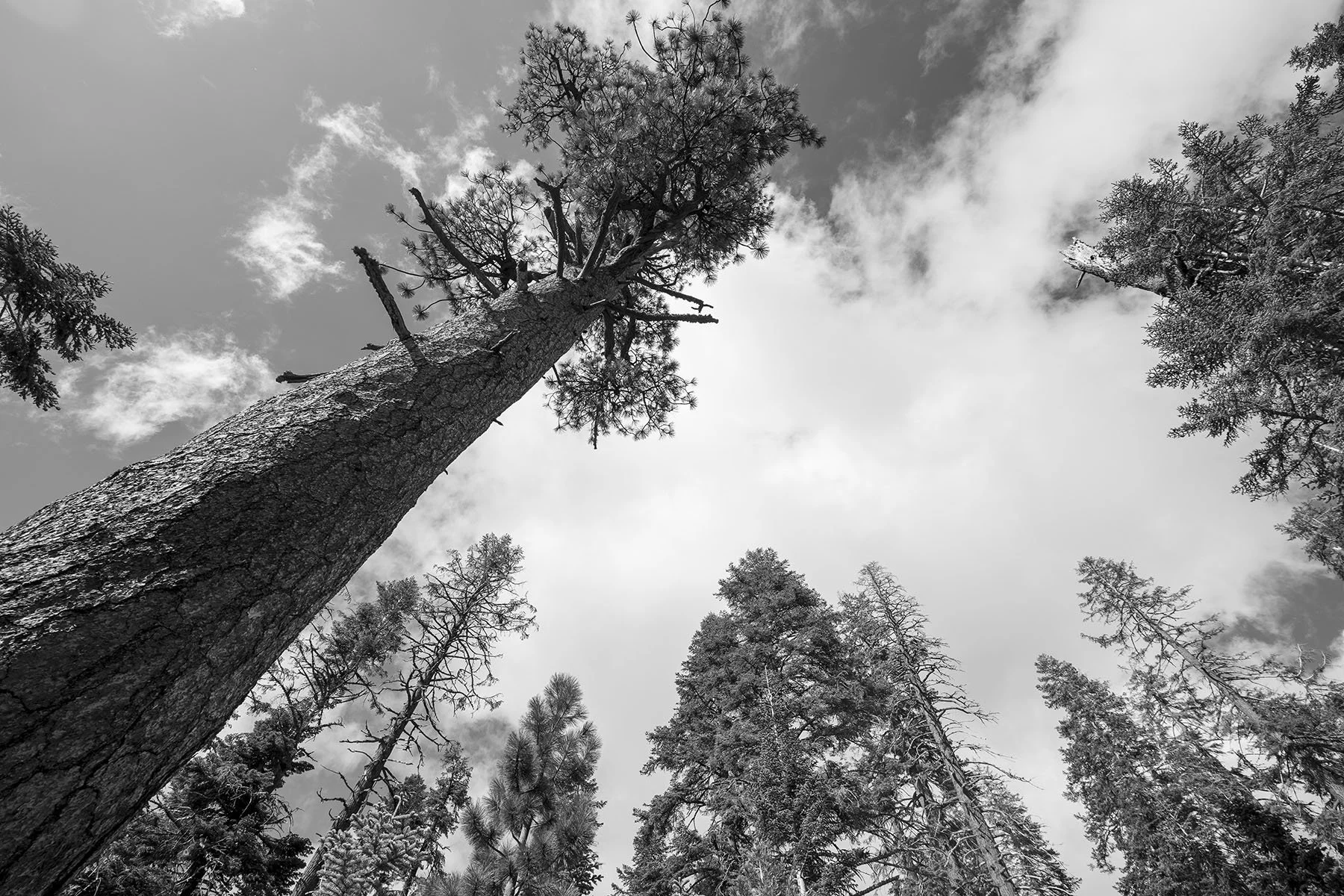 Vikas Dutt Photography Yosemite Tourism 054.jpg