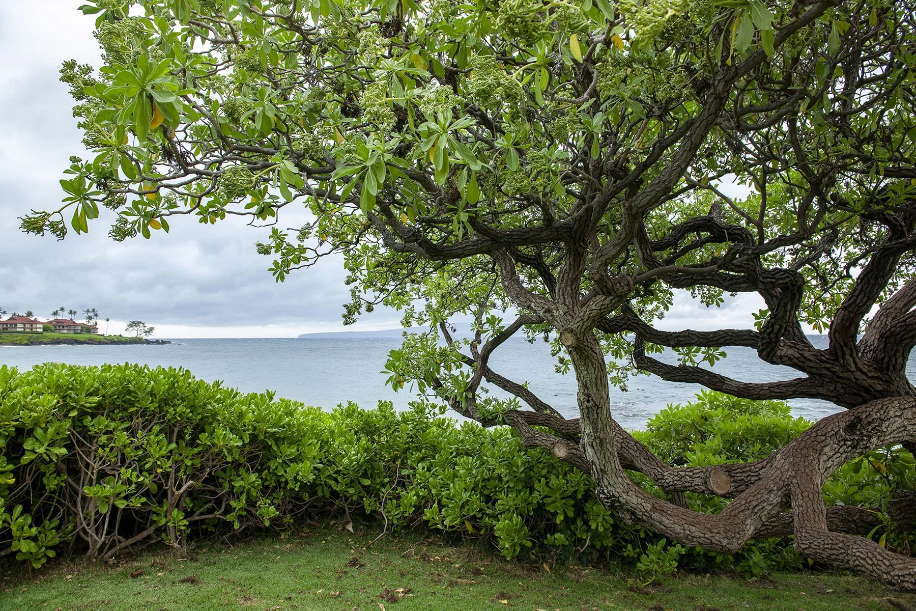 Vikas Dutt Photography Hawai 144.jpg