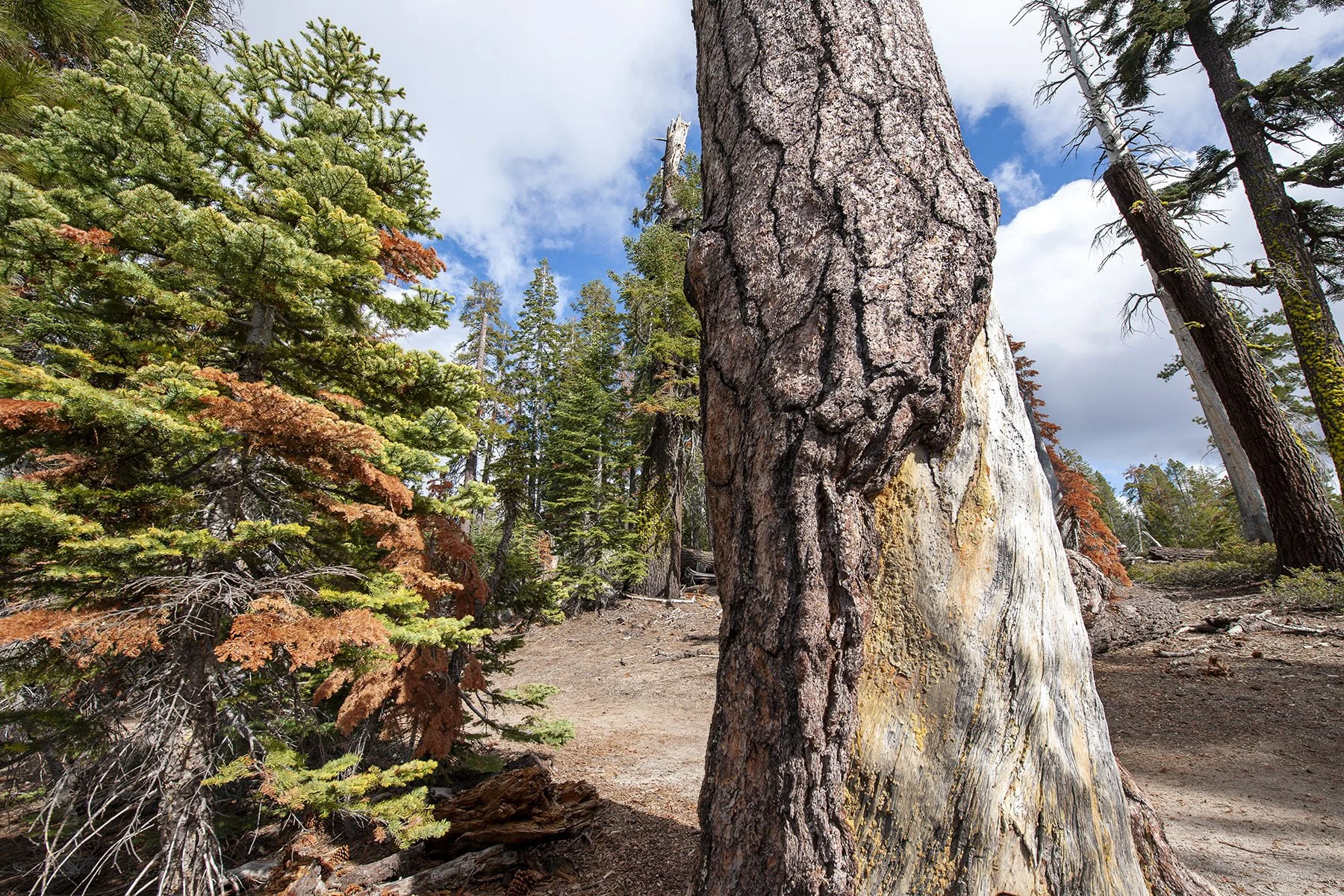 Vikas Dutt Photography Yosemite Tourism 057.jpg