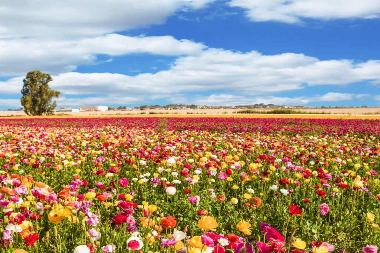 Rising Into Spring: Strengthening Our Roots