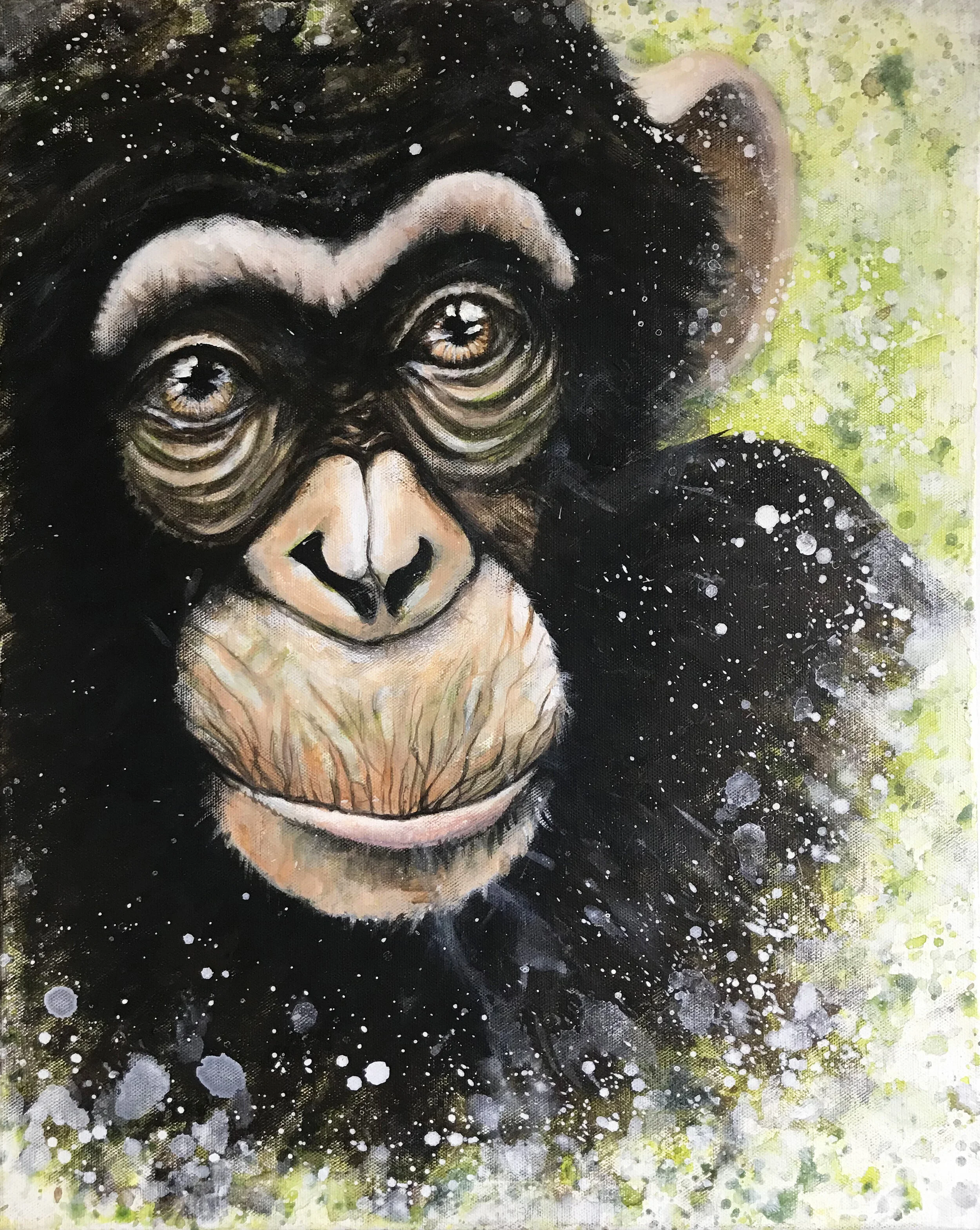 Chimpanzé.jpg