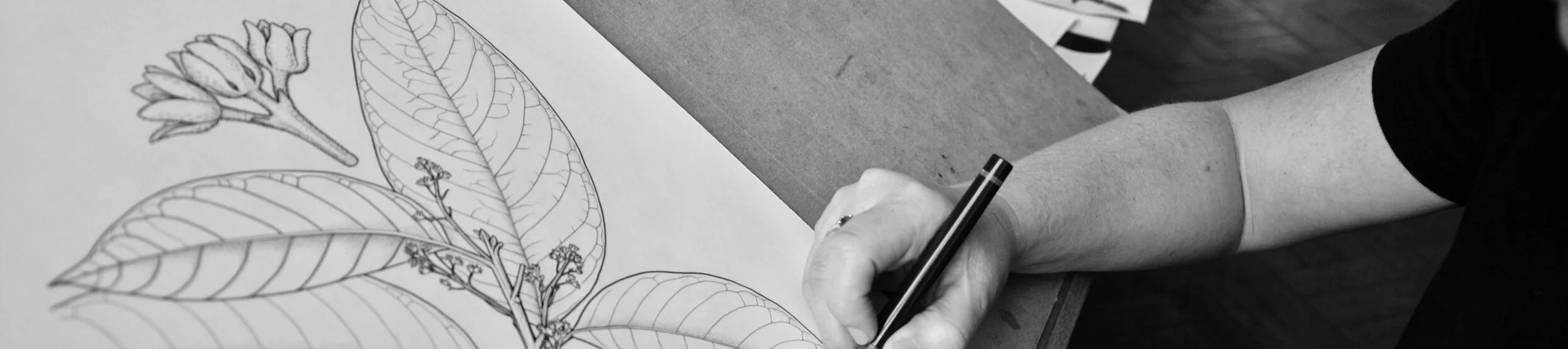 What is Botanical Art?