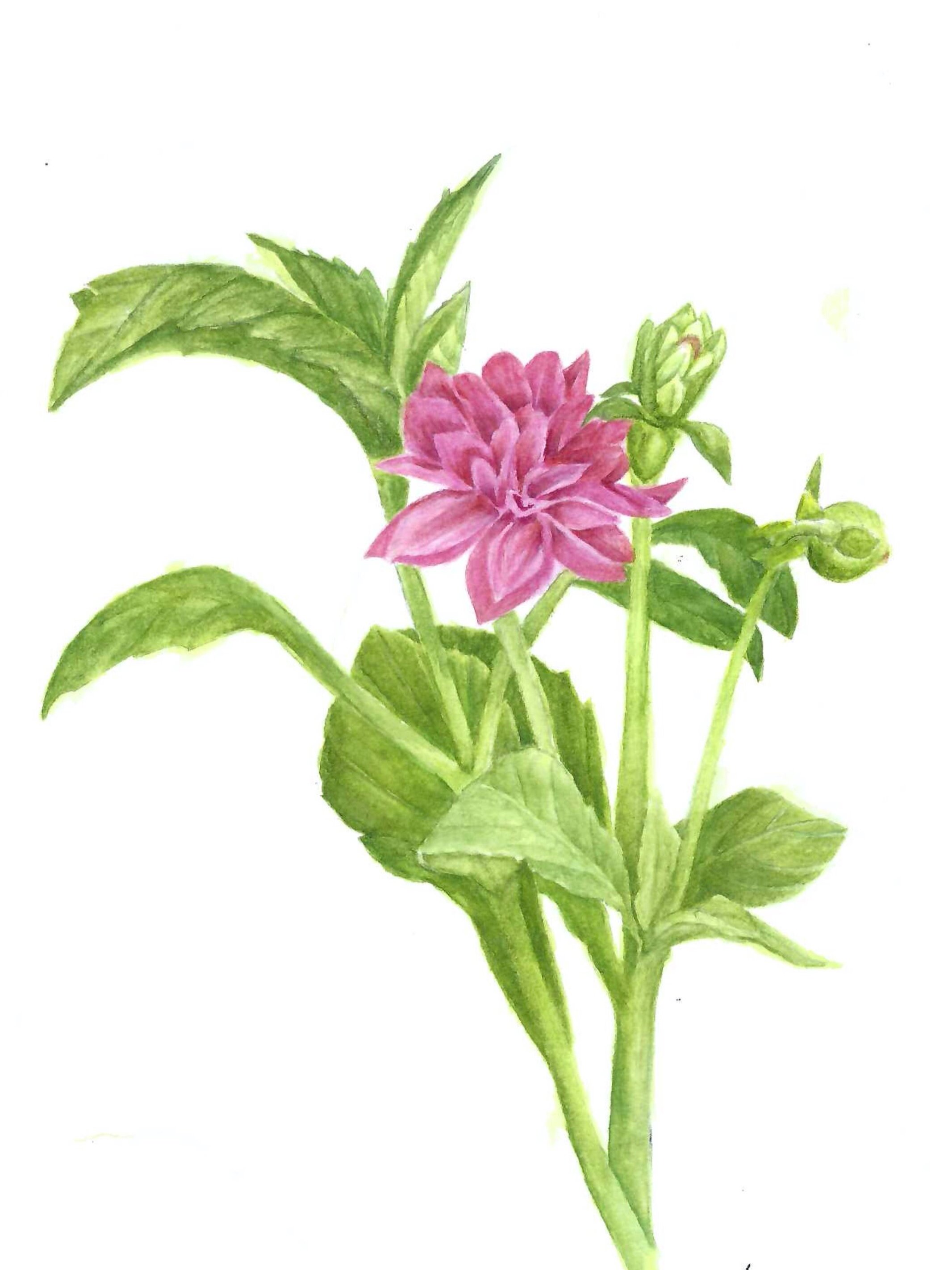 "Dahlia" by Vicki Rellas