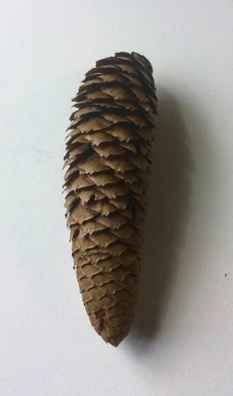 WORKSHOP: Spruce Cone in Dry Brush Watercolor - Carrie Di Costanzo (FULL)