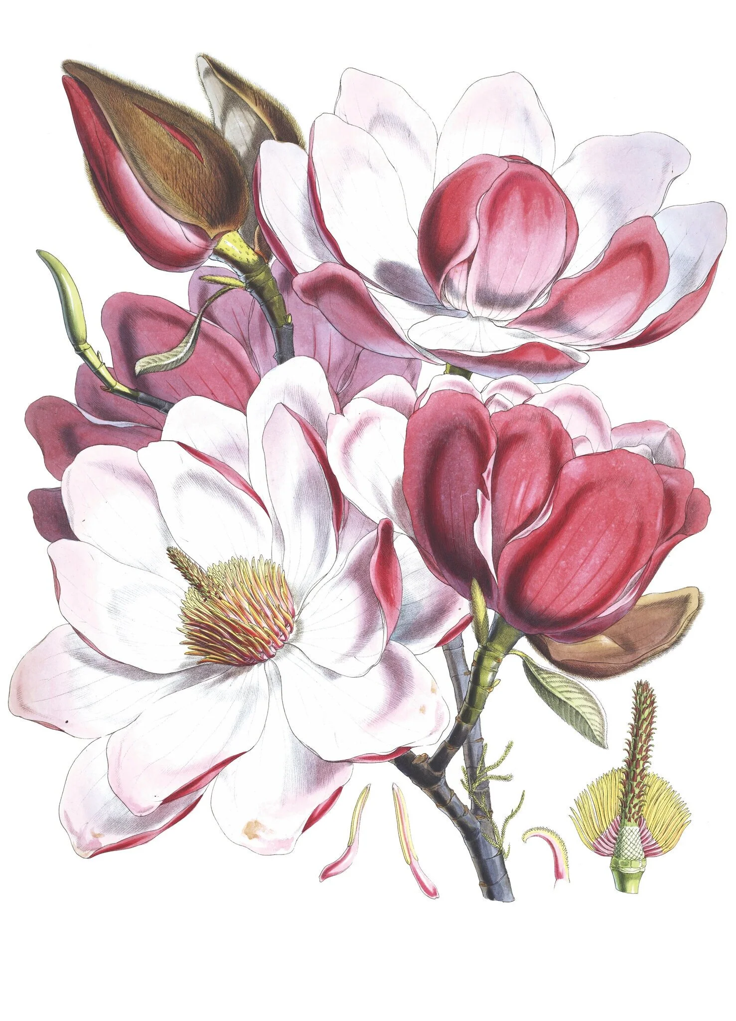 Yes, You Can Learn to Speak the Language of Plants