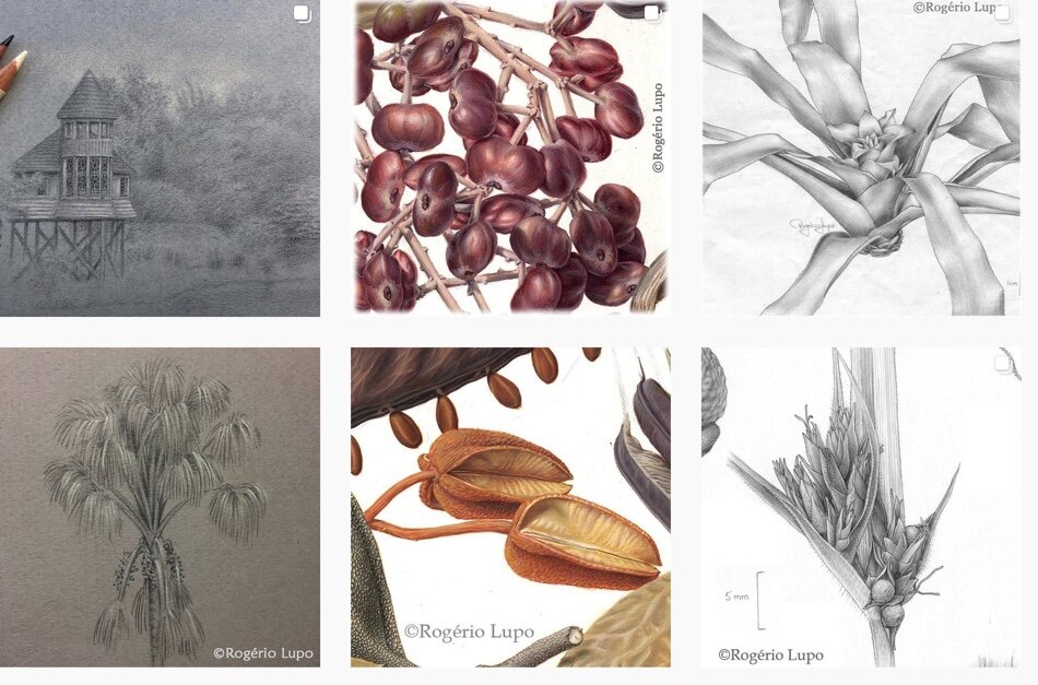 Beyond the Brush: Meet Rogerio Lupo ﻿Botanical artist and illustrator Wednesday January 20, 2021