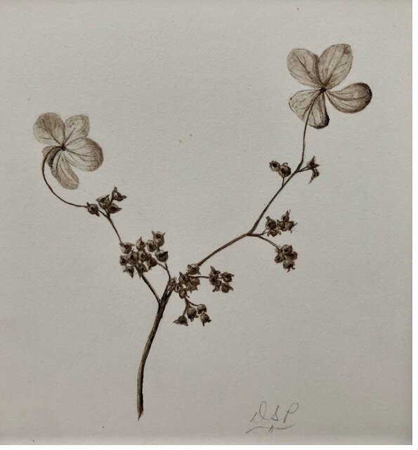  Hydrangea macrophylla  © Diane Piktialis 2020