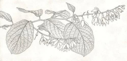 Beyond the Brush with Bobbi Angell