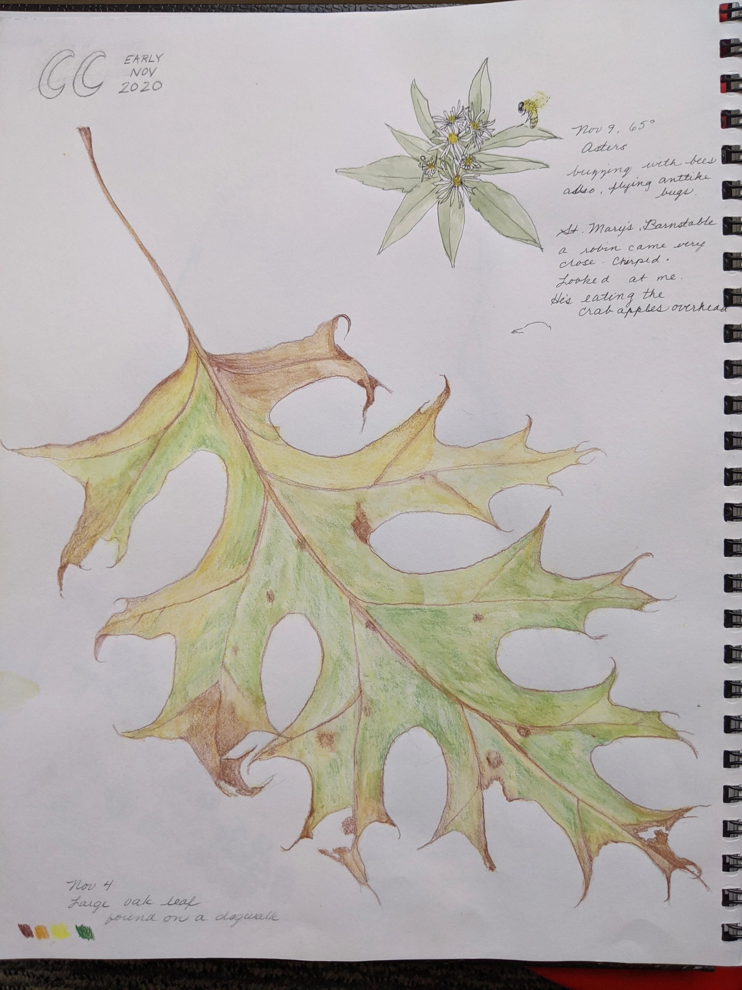 Nature Journaling - Observe and Learn