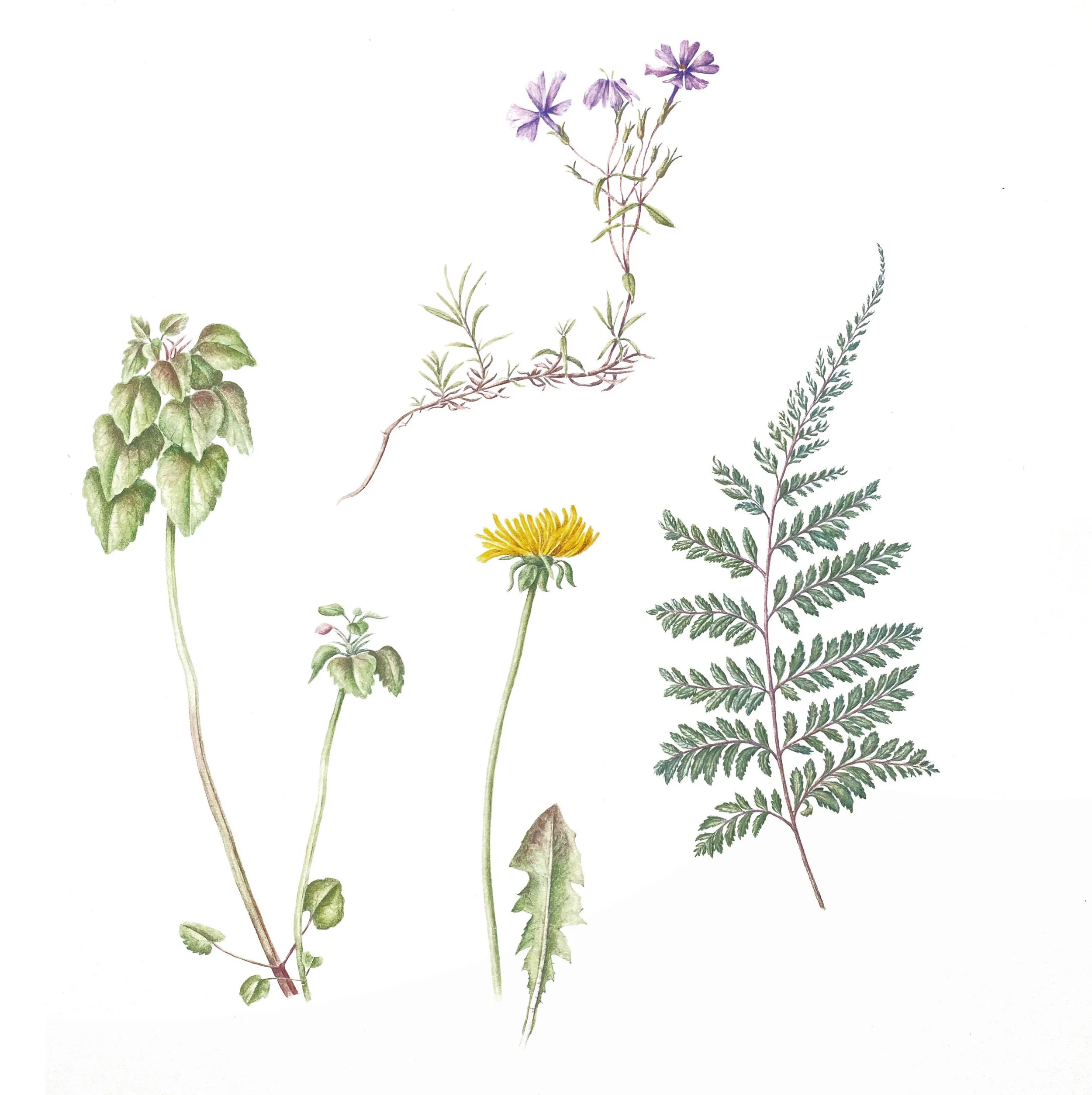 'Spring Awakenings' by Cheryl McCaffrey