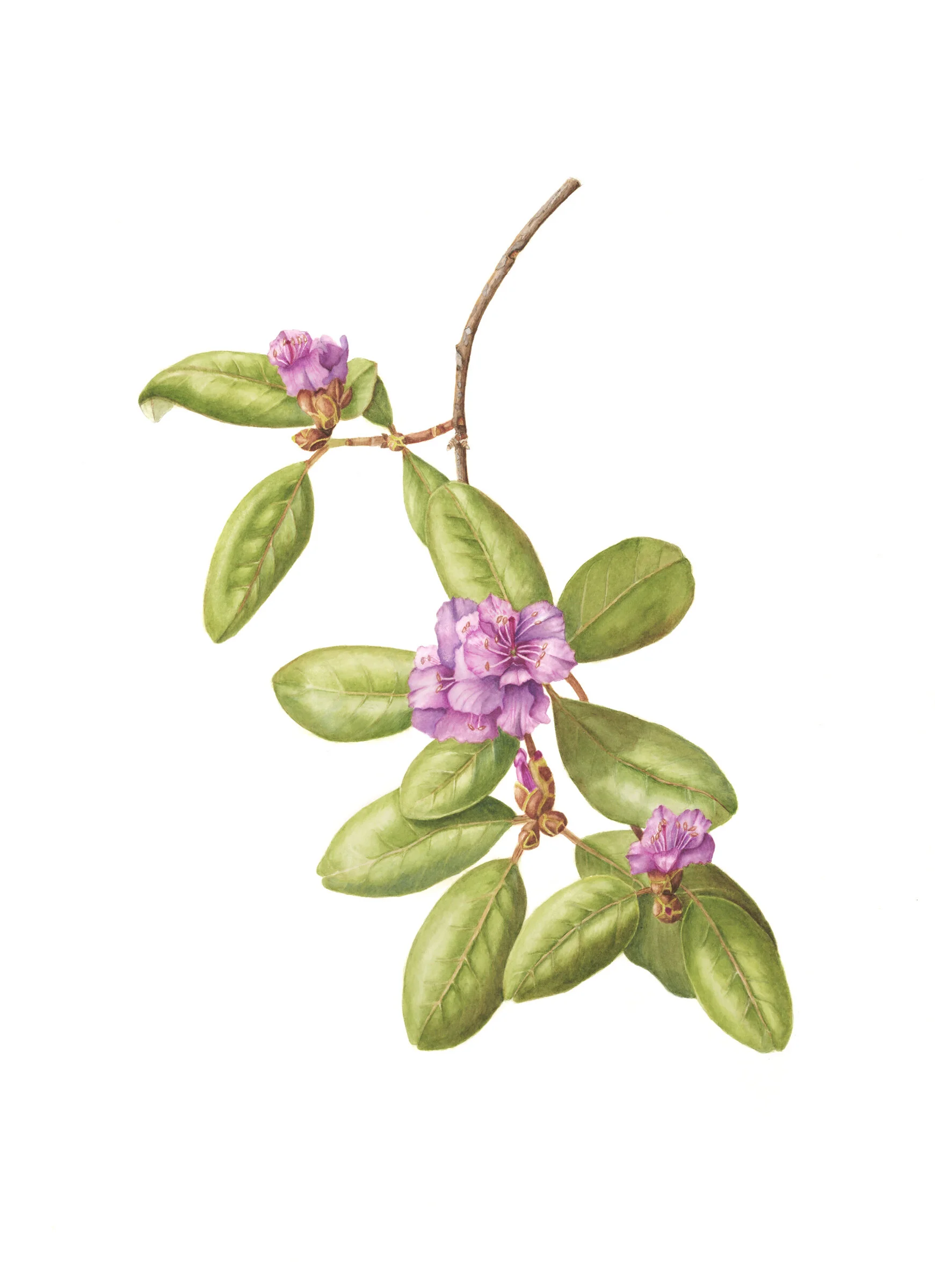 'Early Bloomers : Rhododendron : Double Elsie Lee' by Diane Piktialis