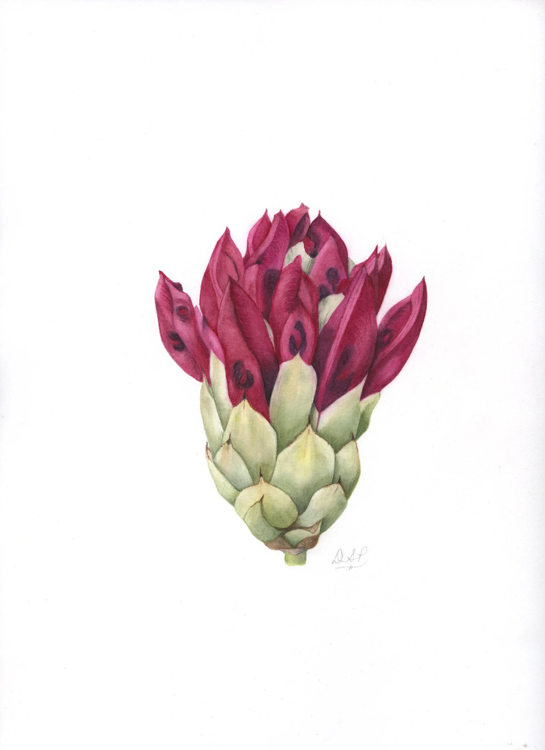 'Grand Opening : Rhododendron degronianum' by Diane Piktialis