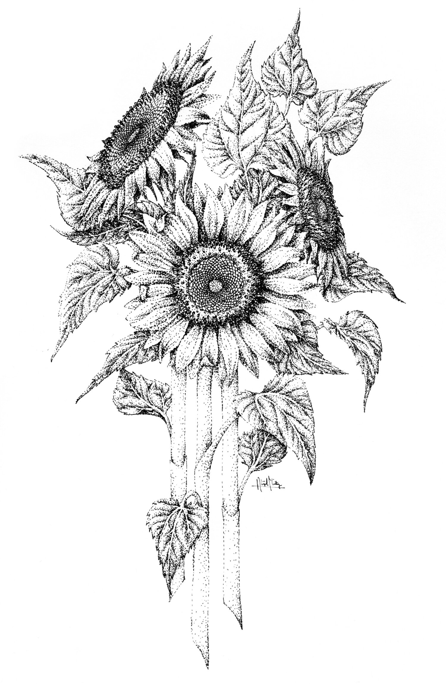 Common Sunflower by Abigail Flaitz