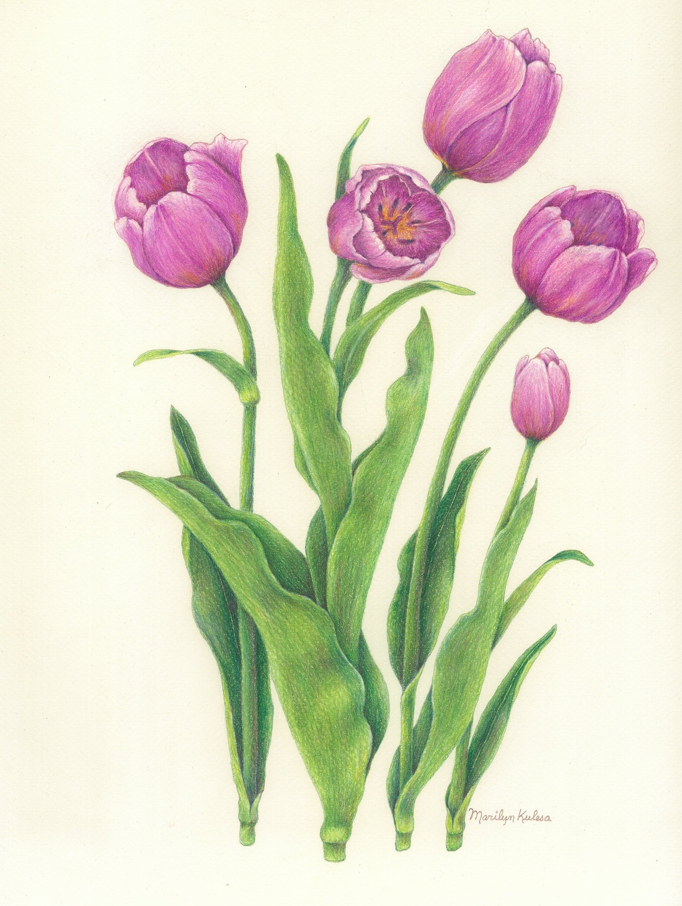 Tulip by Marilyn Kulesa