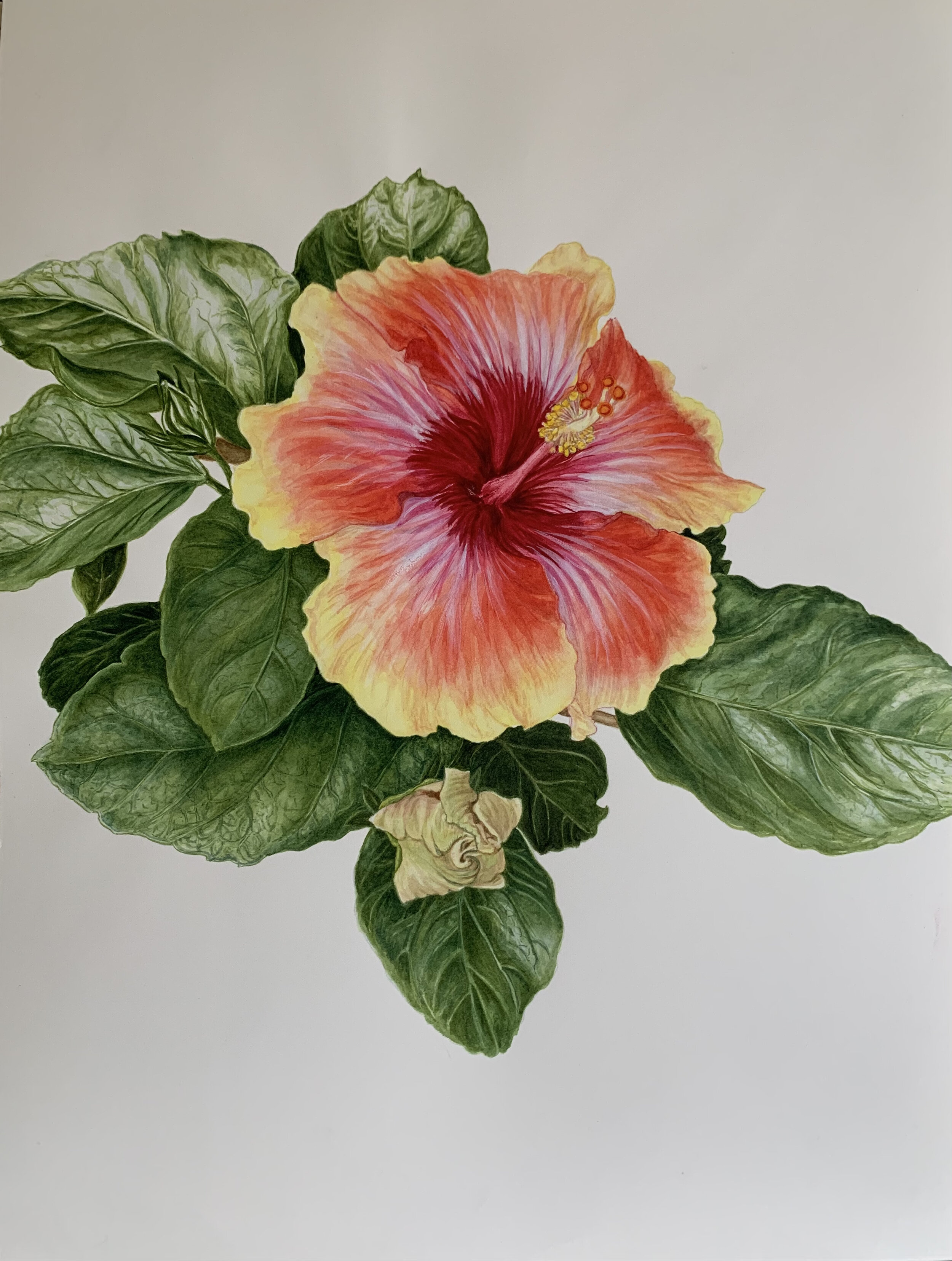 Tropical Hibiscus by Marsha Selley