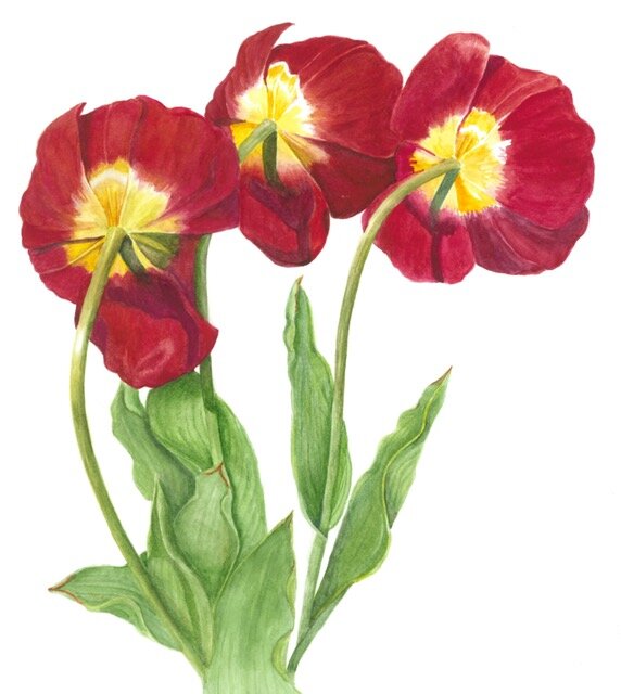 Tulip by Sue Neff