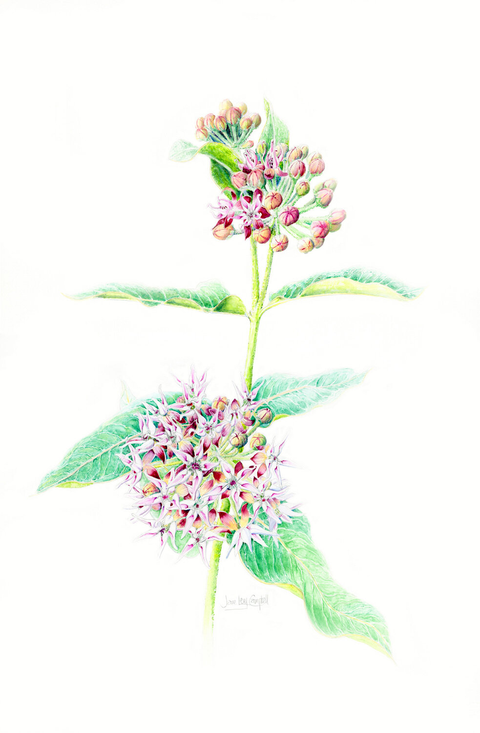 Showy Milkweed by Jane Levy Campbell