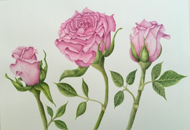 Rose by Lynn Shepherd