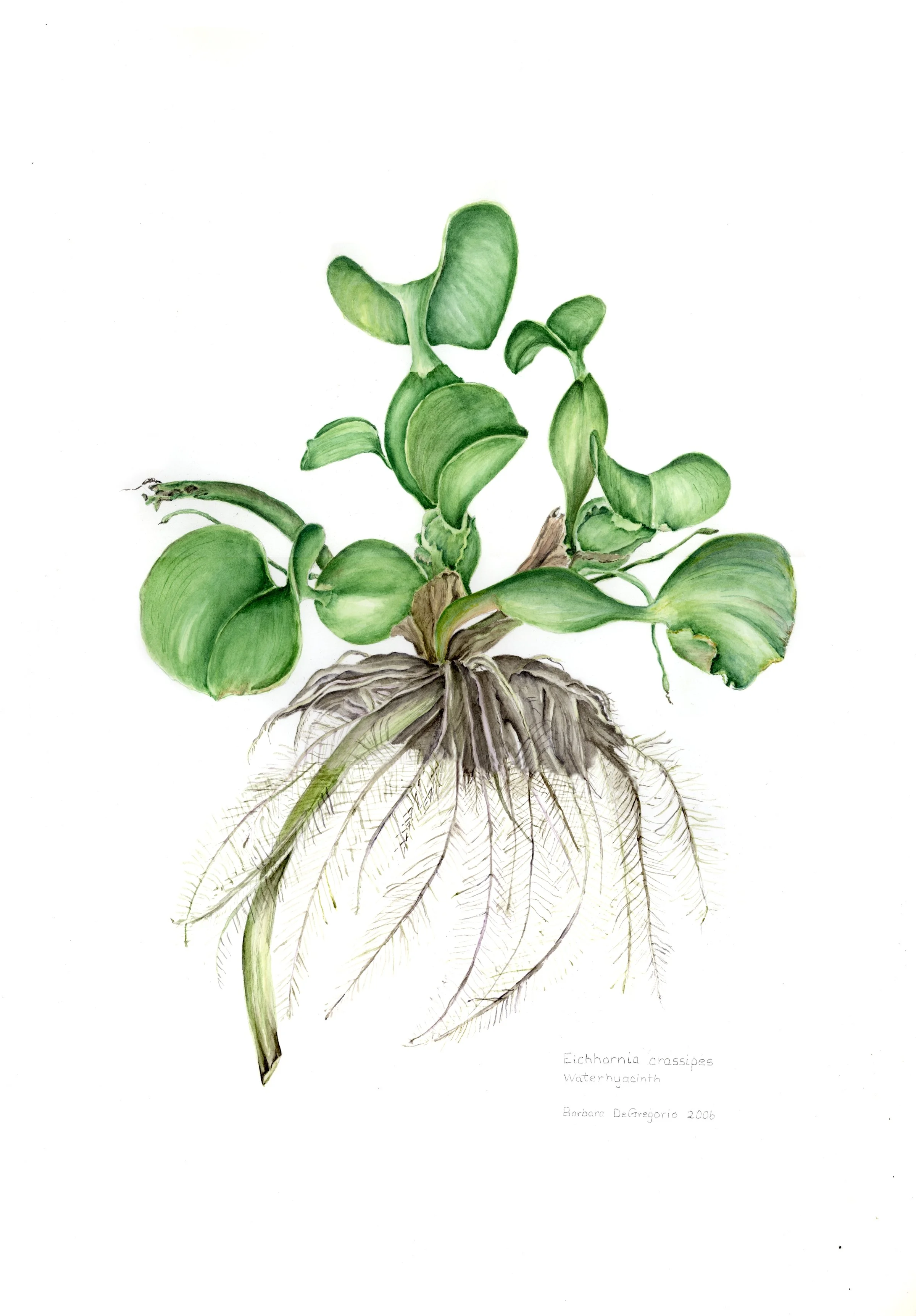 Water-hyacinth (Eichhornia crassipea) by Barbara DeGregorio