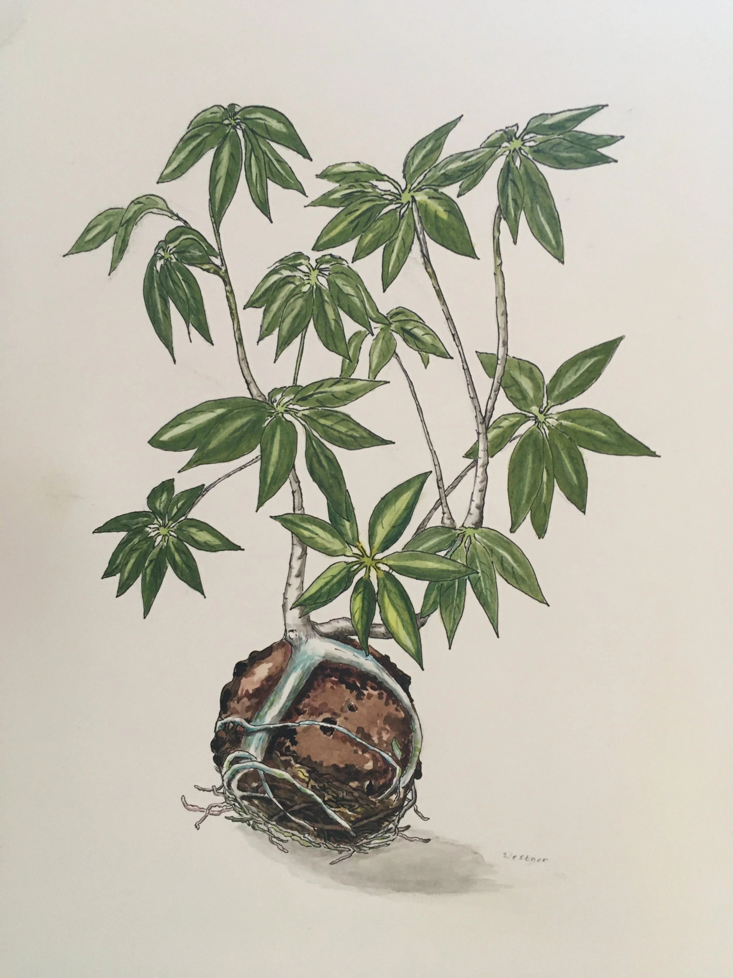 Dwarf Umbrella Plant Bonsai (Schefflera arboricola) by Joyce Westner